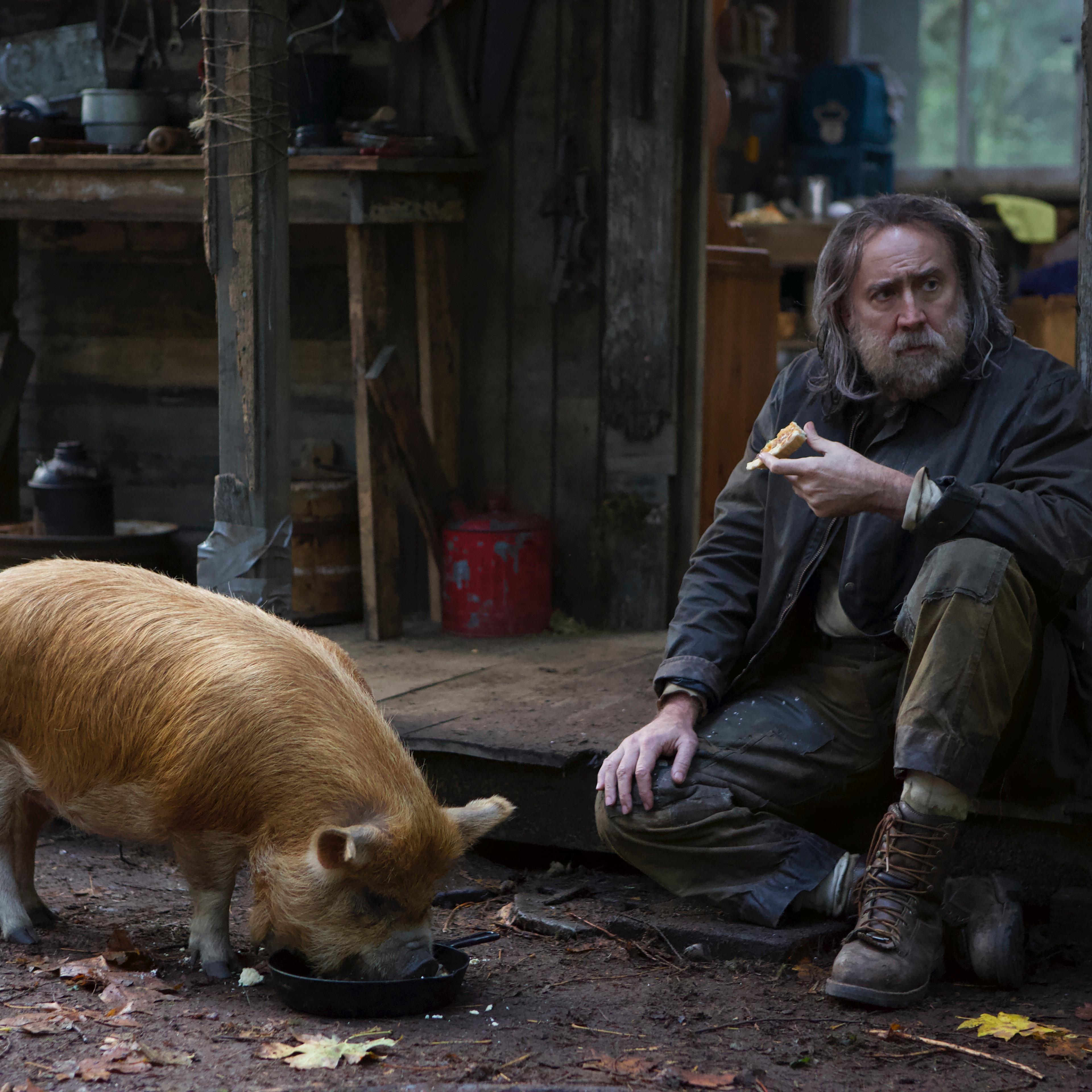 pig-nicolas-cage-truffle