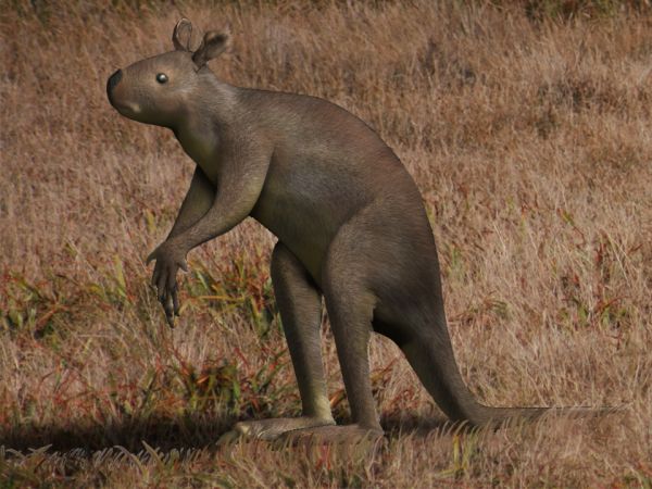 Don't call me Joey: Not a kangaroo—but not not one either.