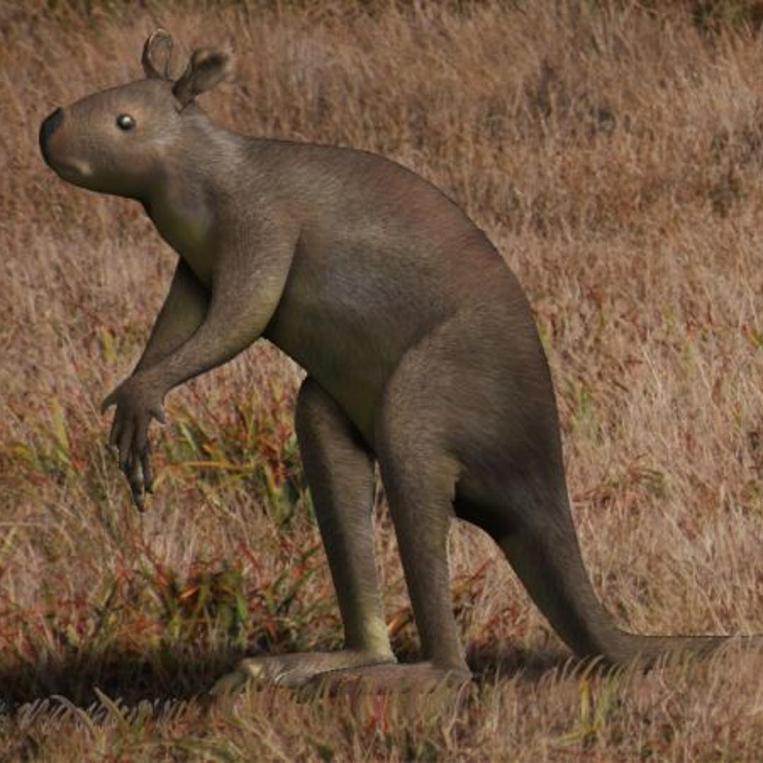 Don't call me Joey: Not a kangaroo—but not not one either.