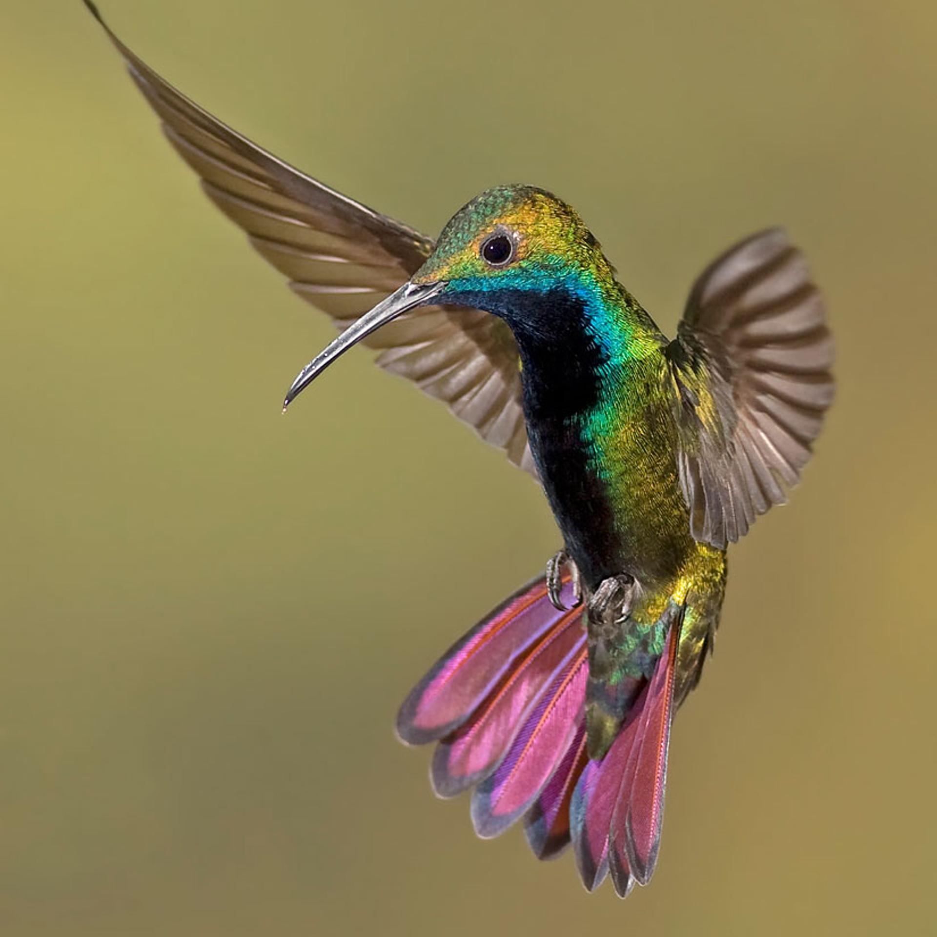 Colorful Humming bird