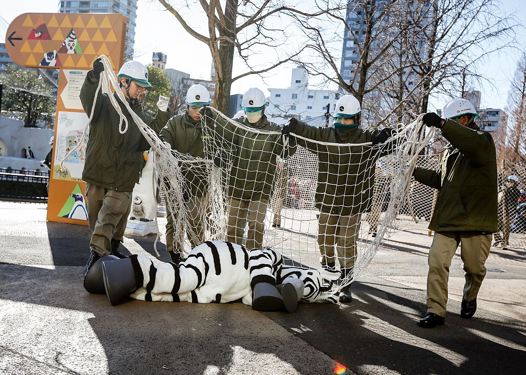 Zookeepers prepare to wrap a net over a zoo staff member dressed as a zebra at Ueno Zoo during a emergency drill on Feb. 2, 2016 in Tokyo, Japan.