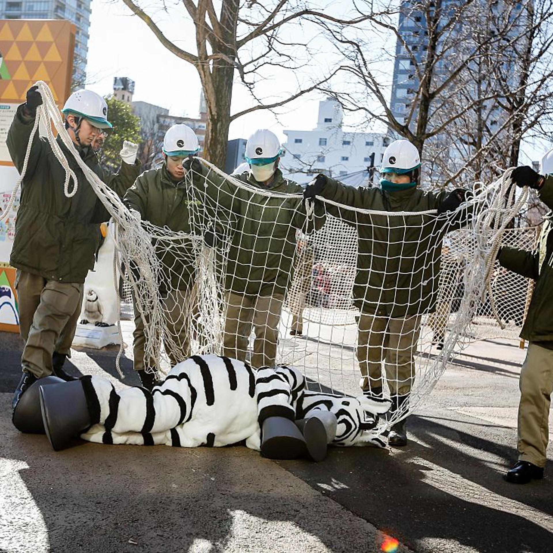 Zookeepers prepare to wrap a net over a zoo staff member dressed as a zebra at Ueno Zoo during a emergency drill on Feb. 2, 2016 in Tokyo, Japan.