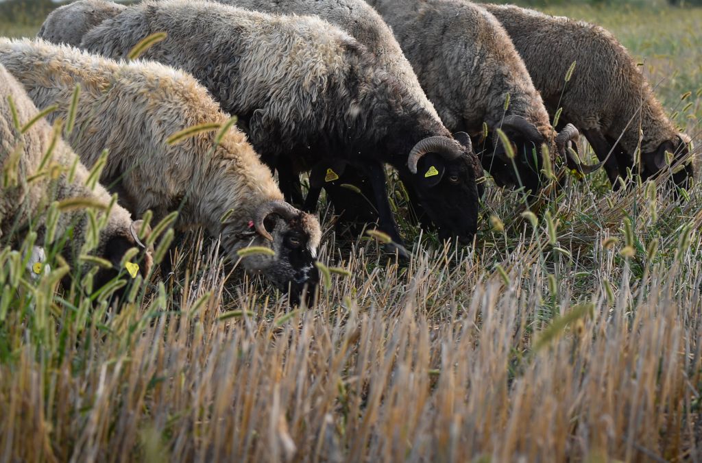 Romania-livestock