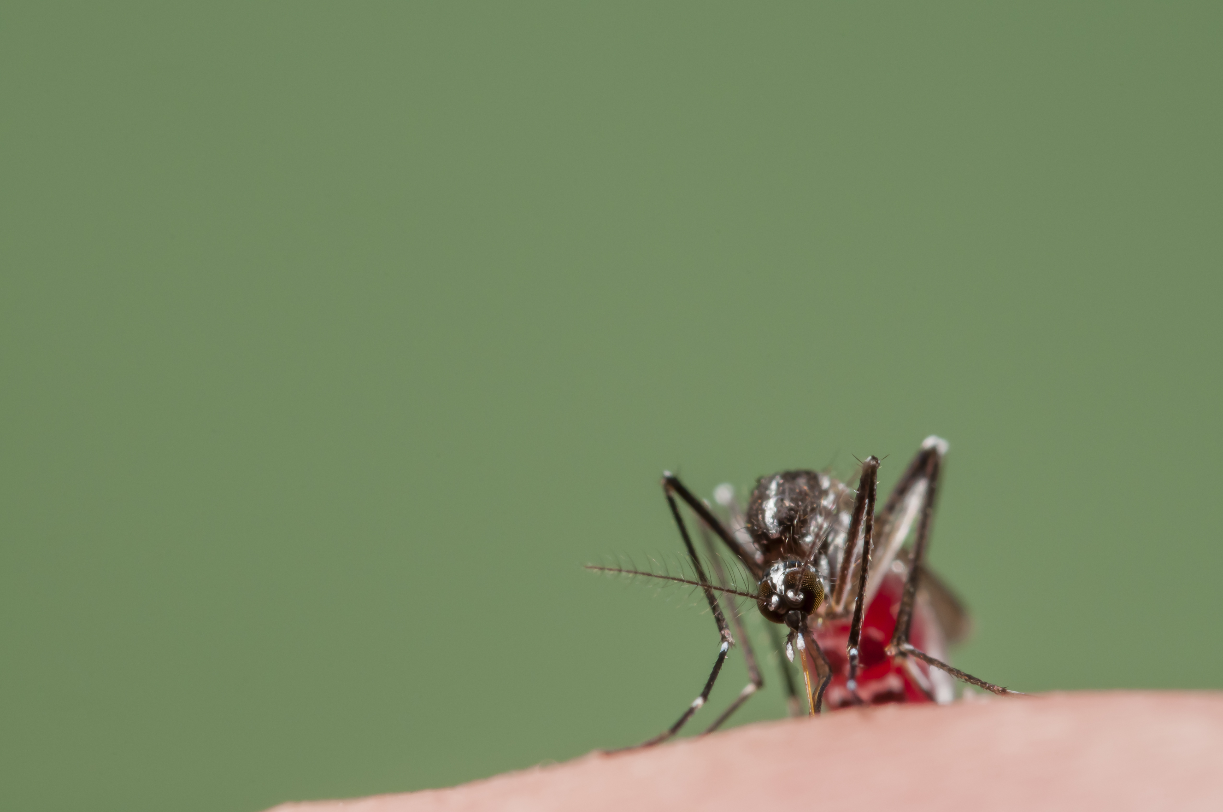 Asian Tiger Mosquito biting, Spain