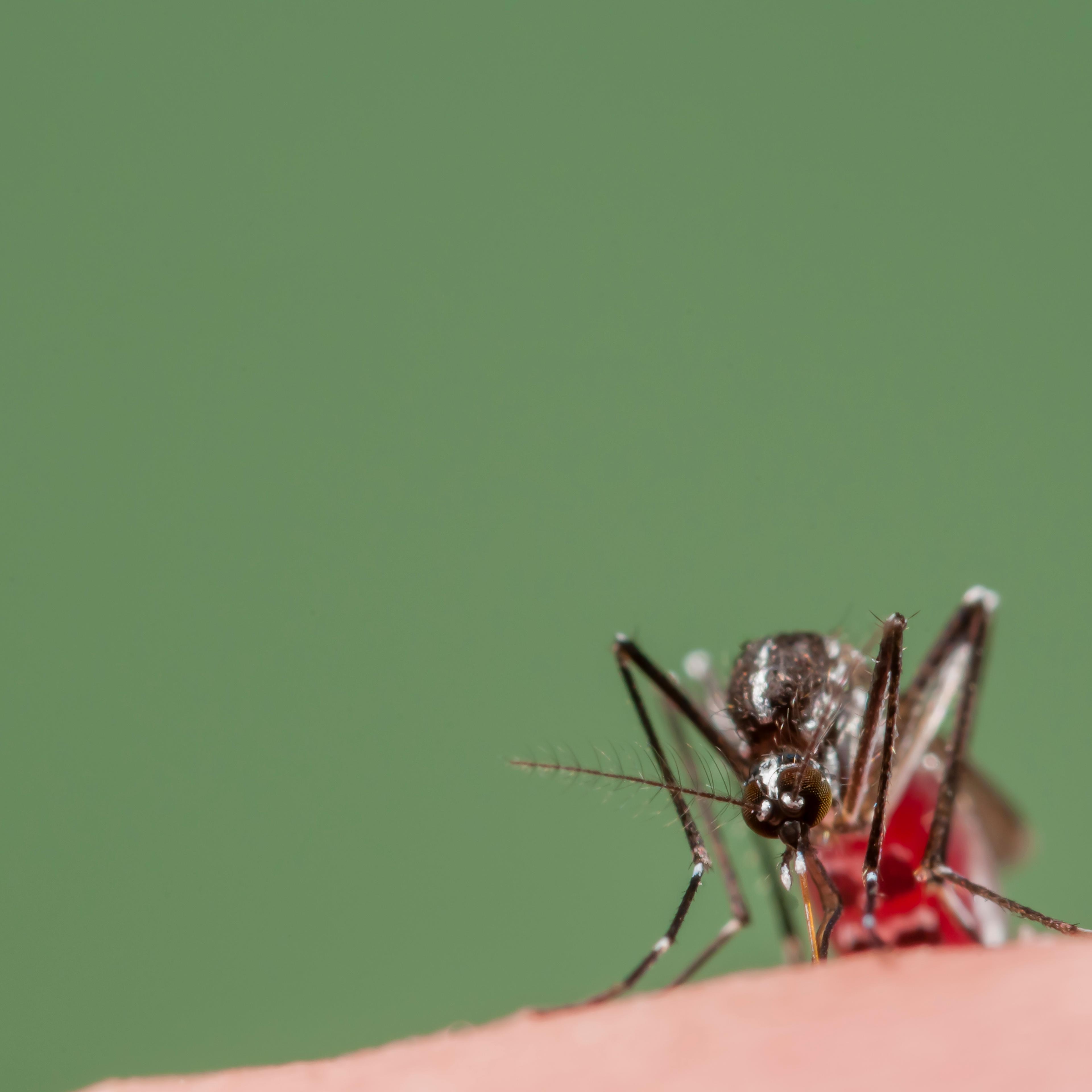 Asian Tiger Mosquito biting, Spain