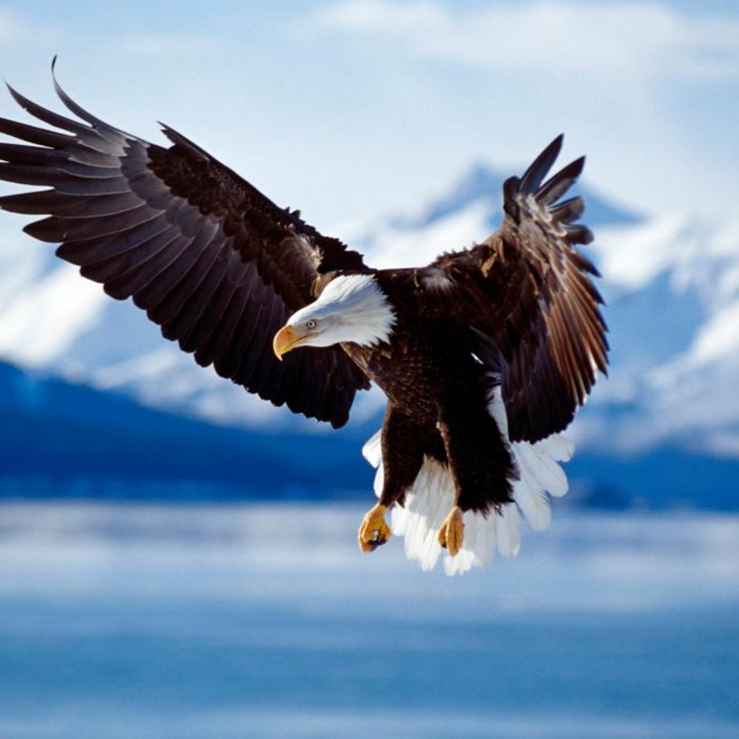 Bald Eagle (Haliaeetus leucocephaus) in flight Alaska, USA Date: 08/02/2008.