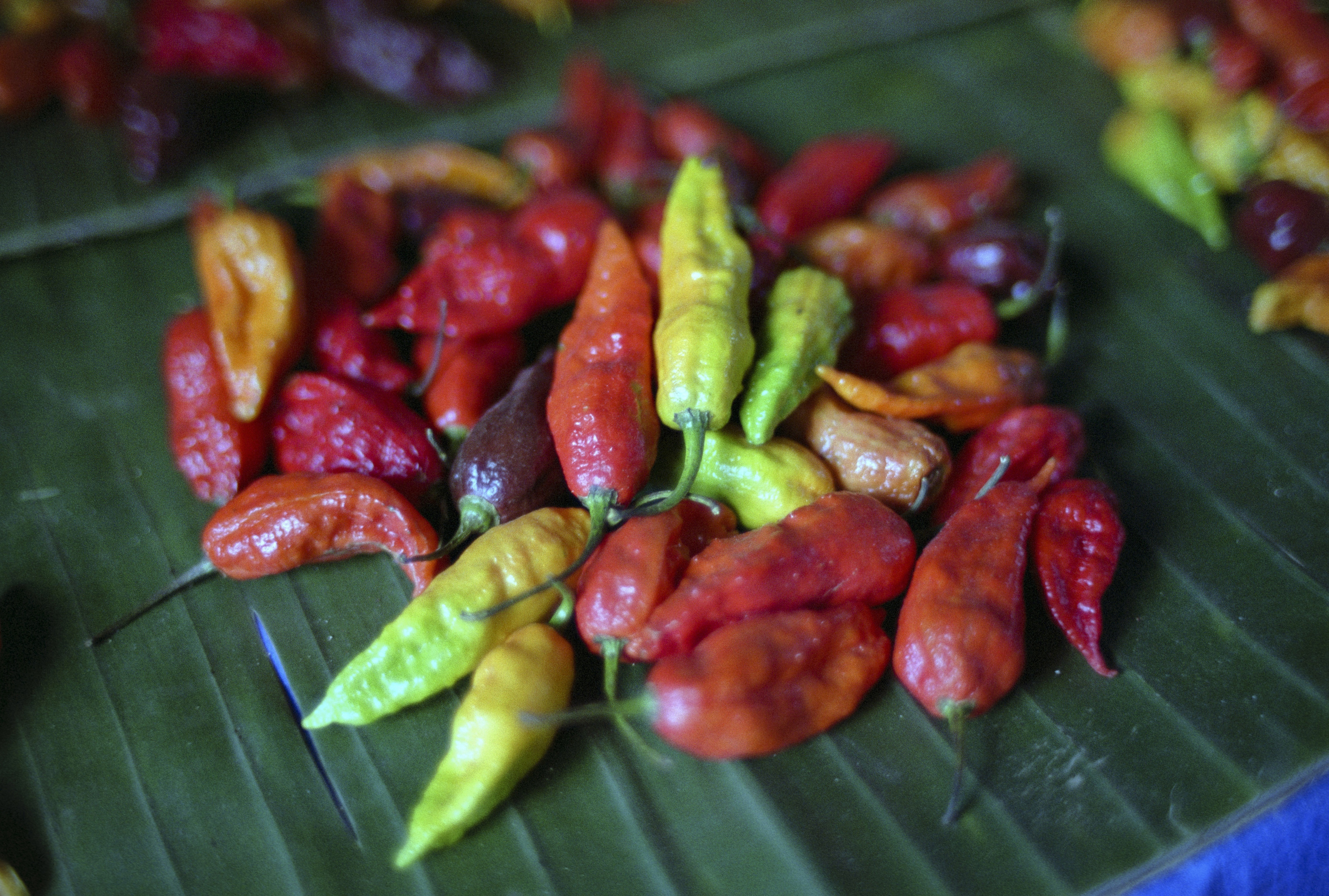 Fresh Bhut Jolokia chilies, also known as Raja Chilies, for