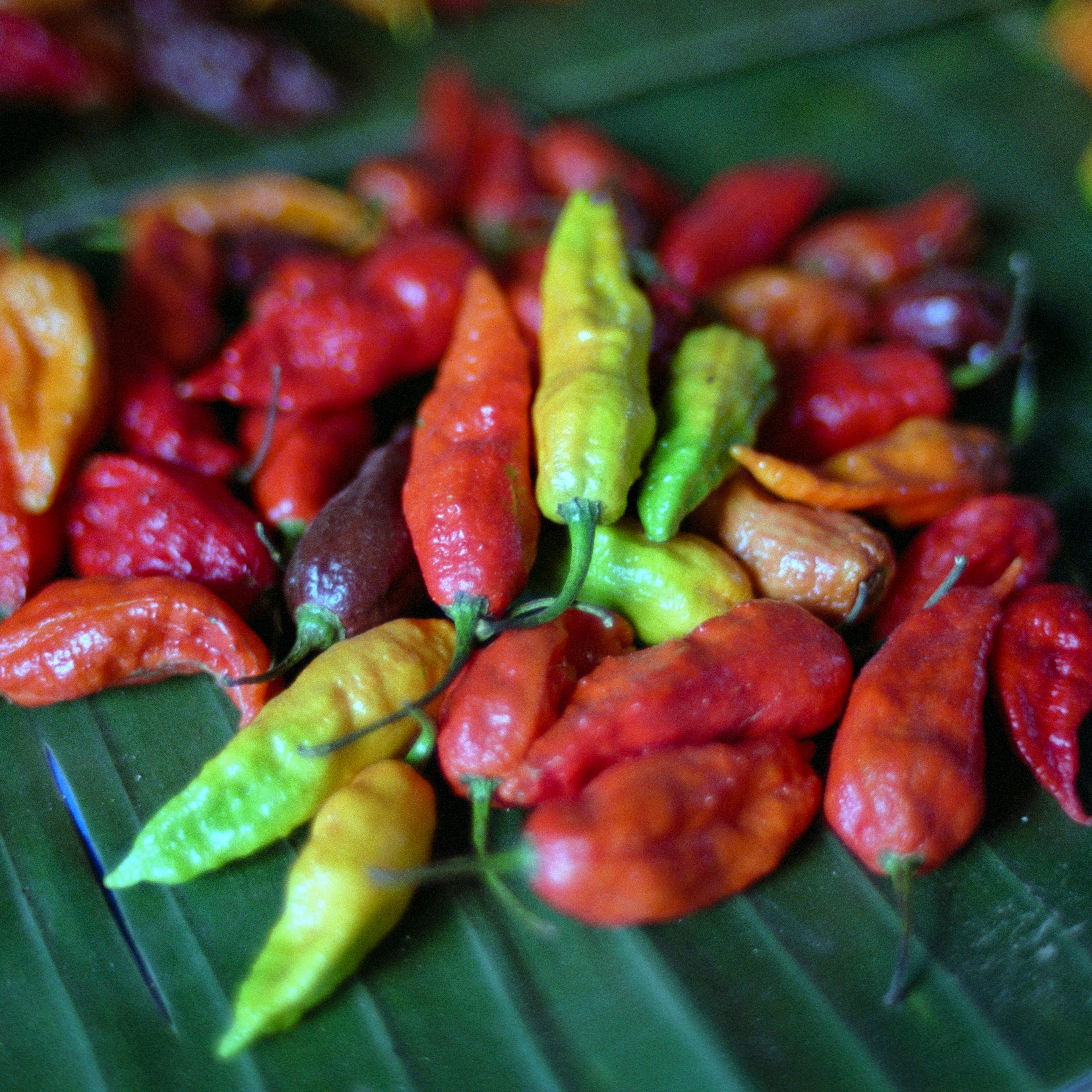Fresh Bhut Jolokia chilies, also known as Raja Chilies, for