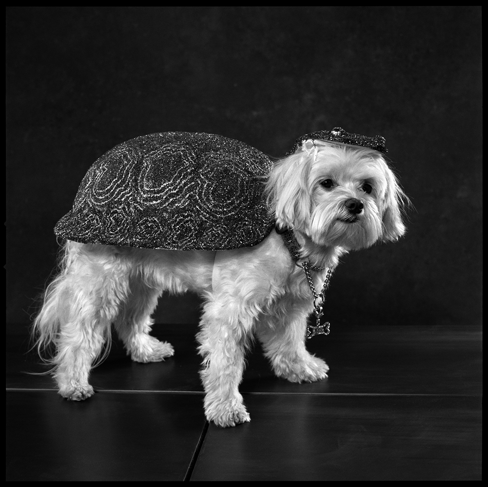 2006: Zoo (Dogs Dressed as Different Animals)Ruby Tuesday is dressed as a turtle.