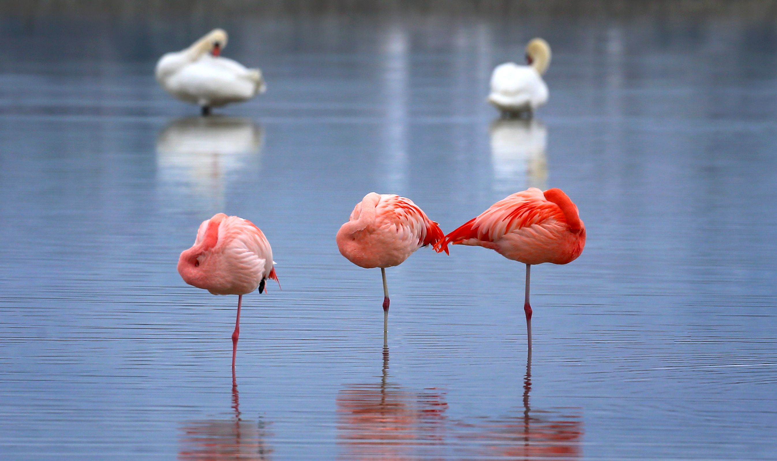 GERMANY-ANIMALS-FLAMINGO