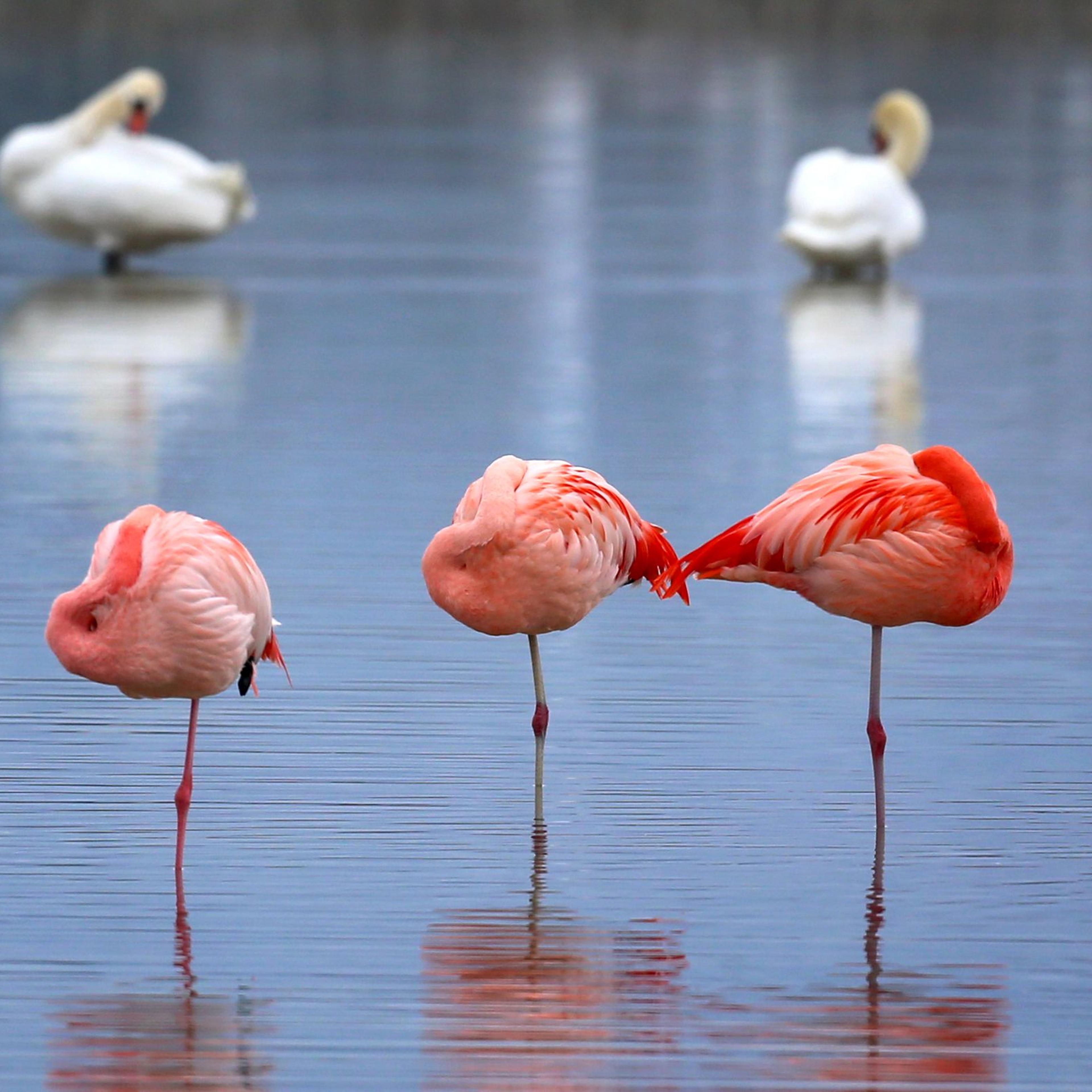 GERMANY-ANIMALS-FLAMINGO