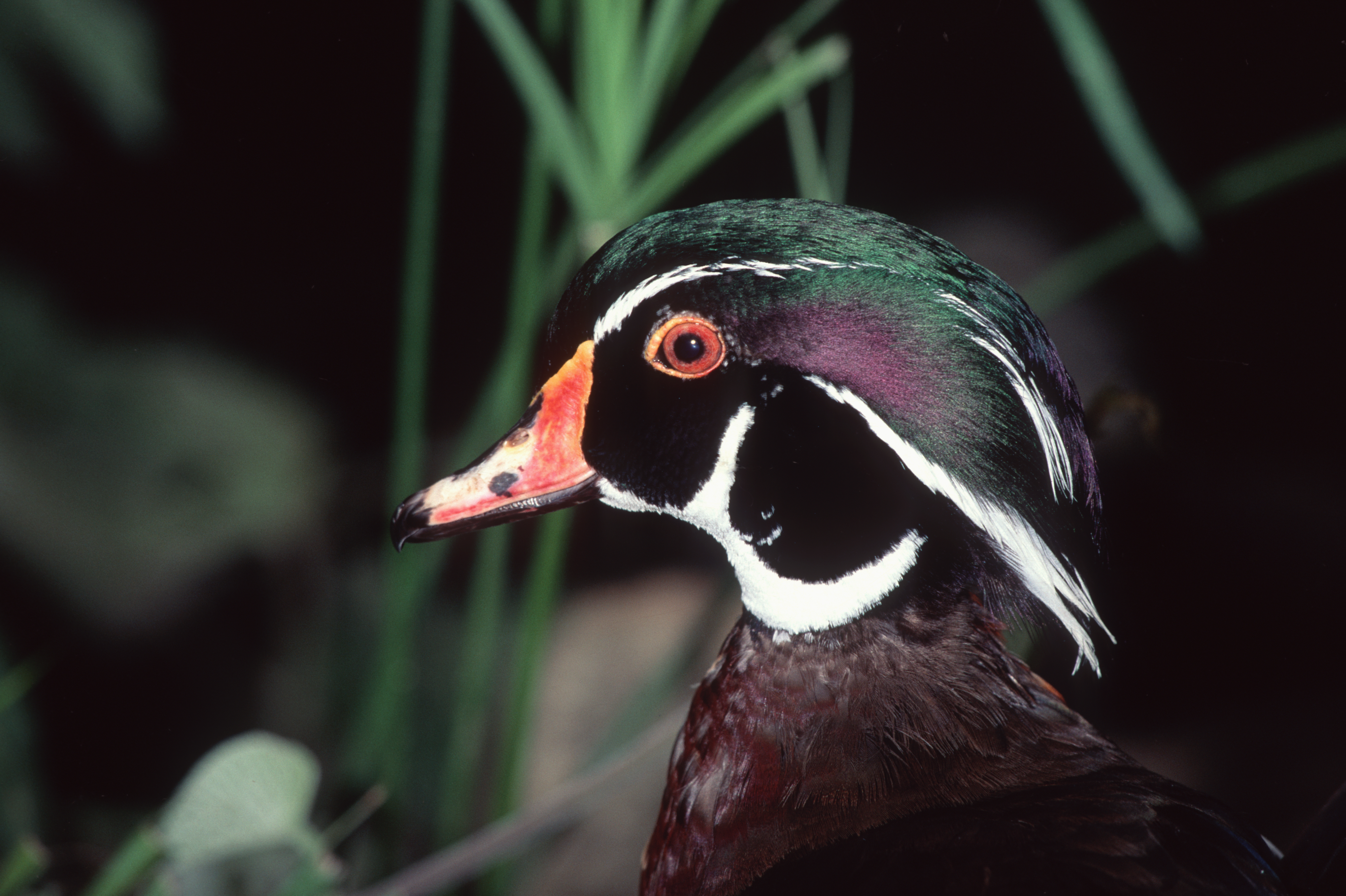 Wood Duck