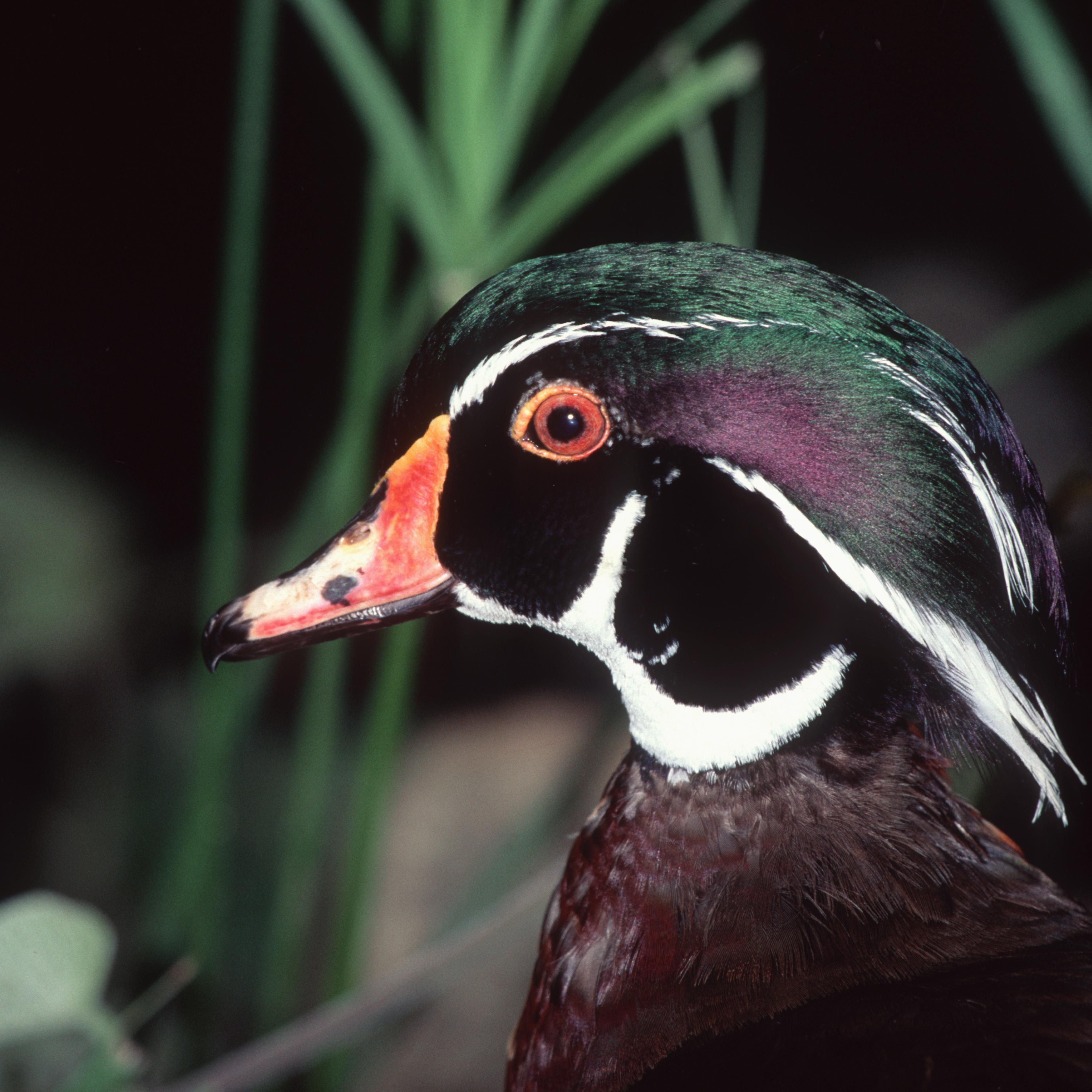 Wood Duck