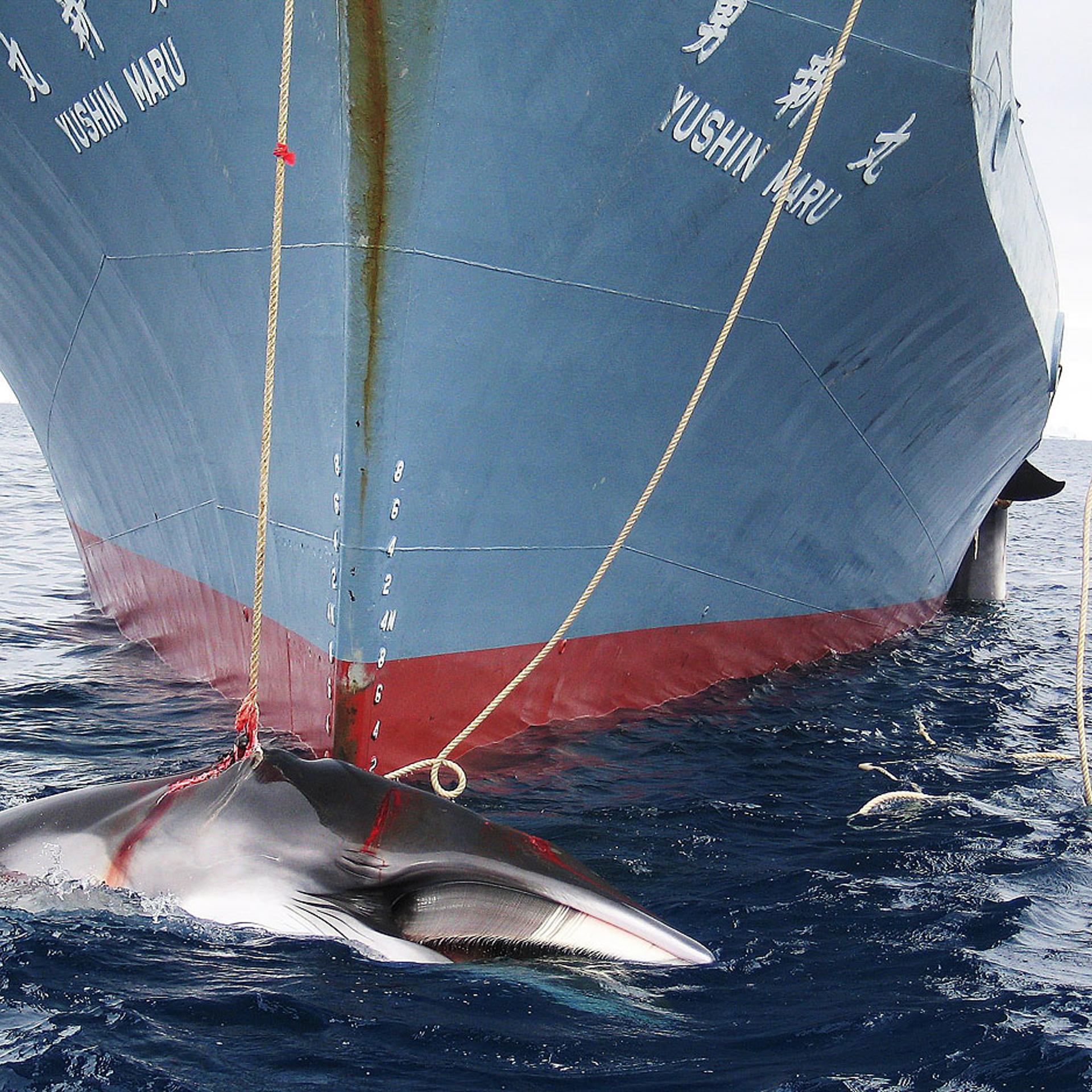 A photo released in 2008 shows a whale being dragged on board a Japanese ship after being harpooned in Antarctic waters.