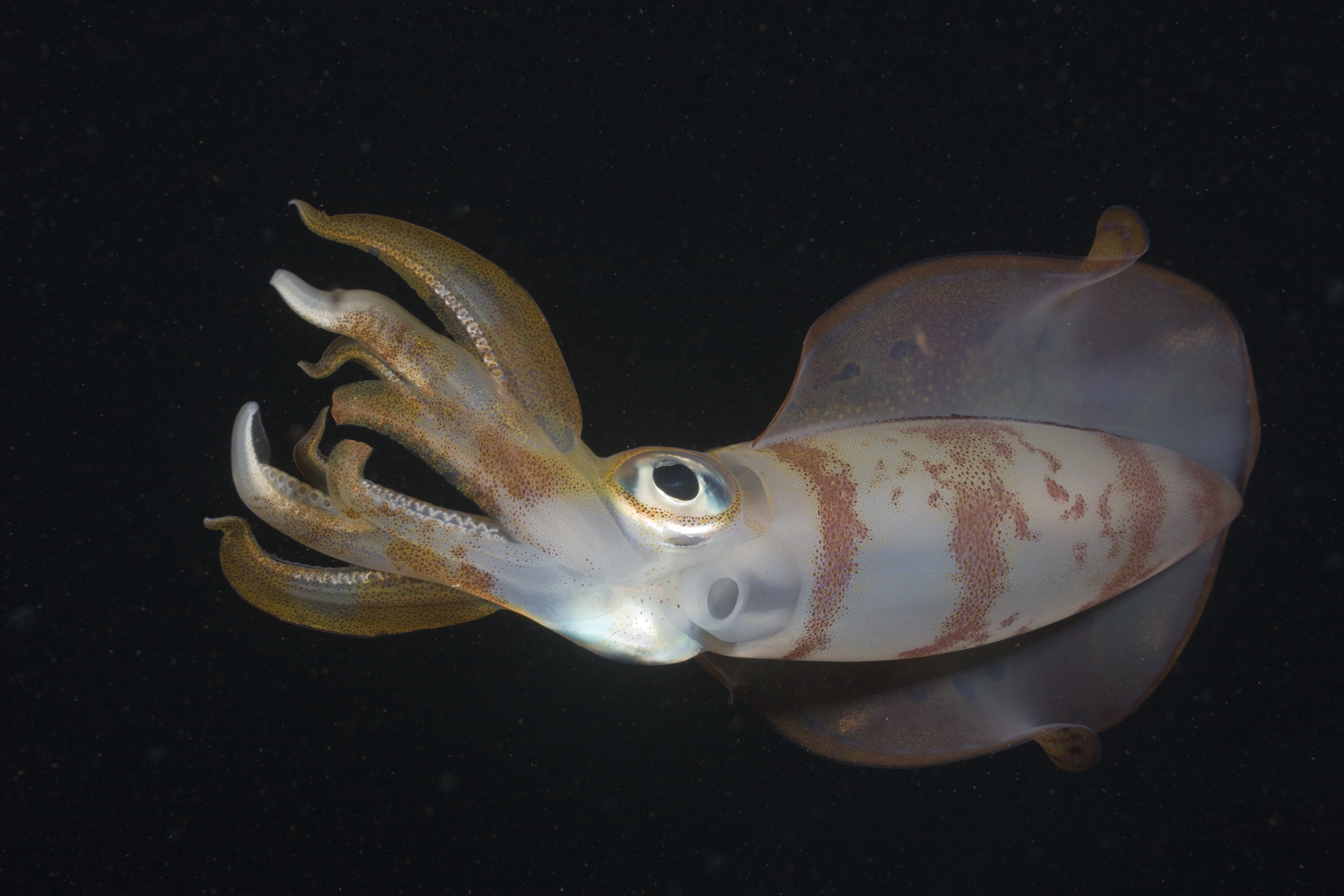 Squid Are Among the Most Intelligent Ocean Creatures. Climate Change Might Shrink Their Brains