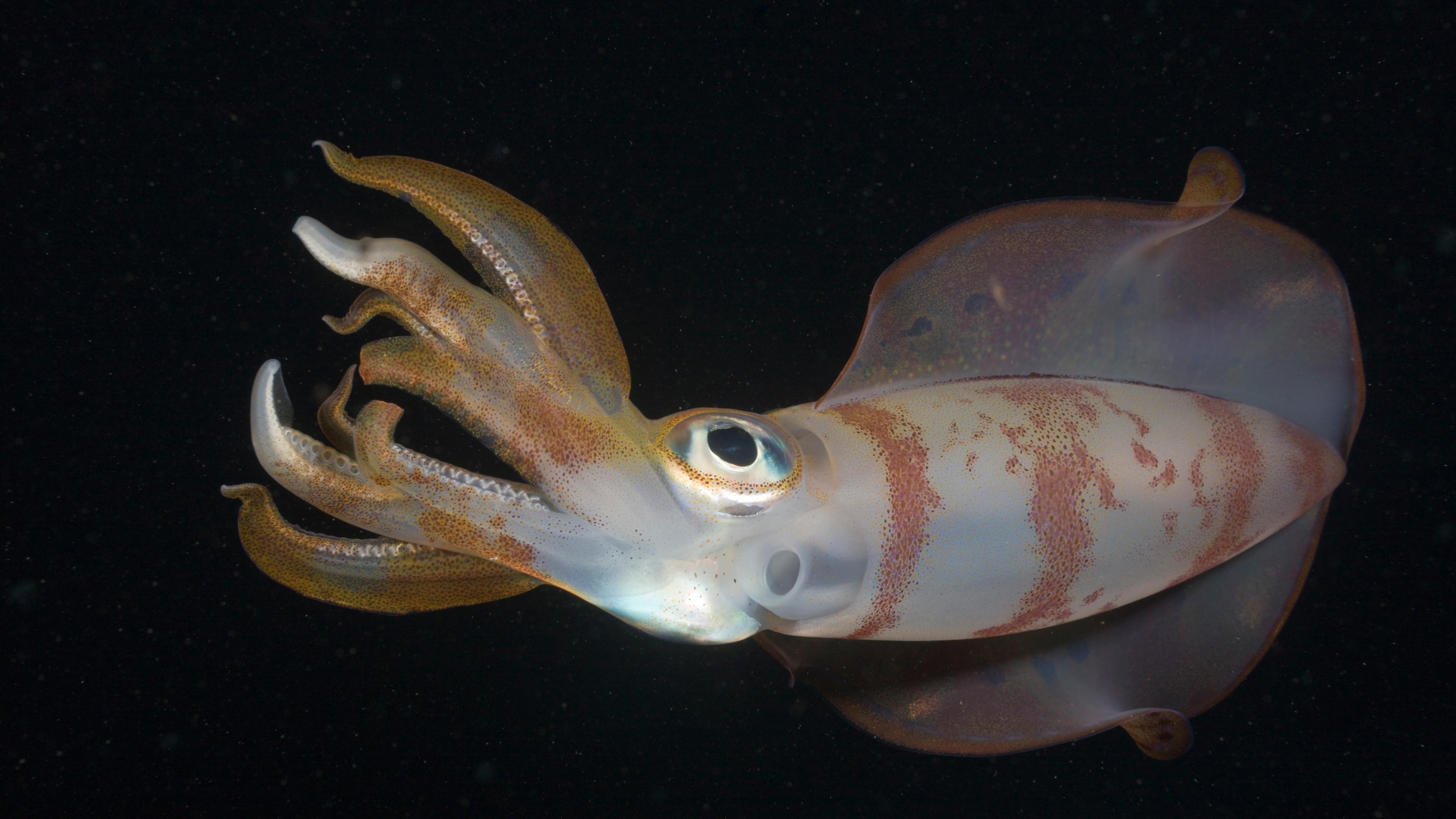 Squid Are Among the Most Intelligent Ocean Creatures. Climate Change Might Shrink Their Brains