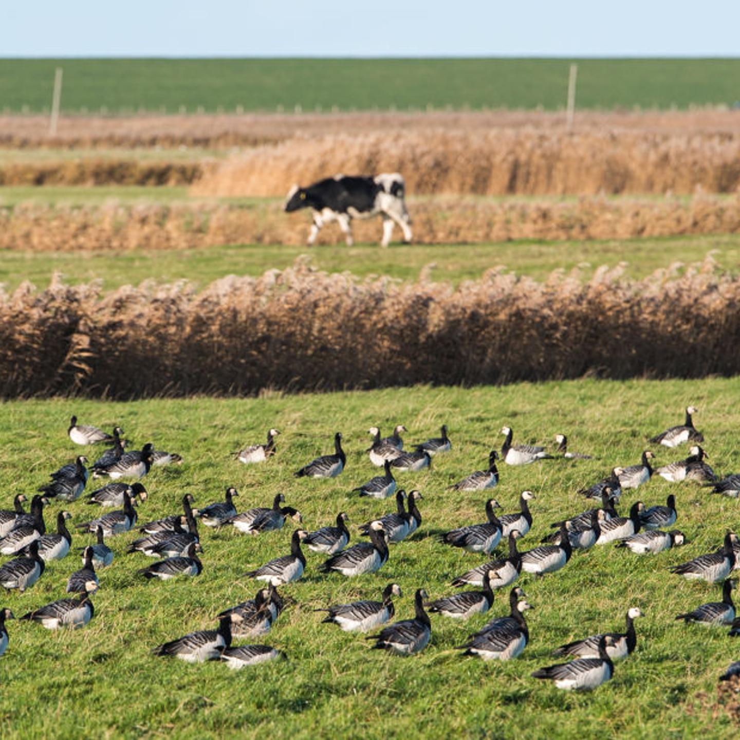 Grey geese