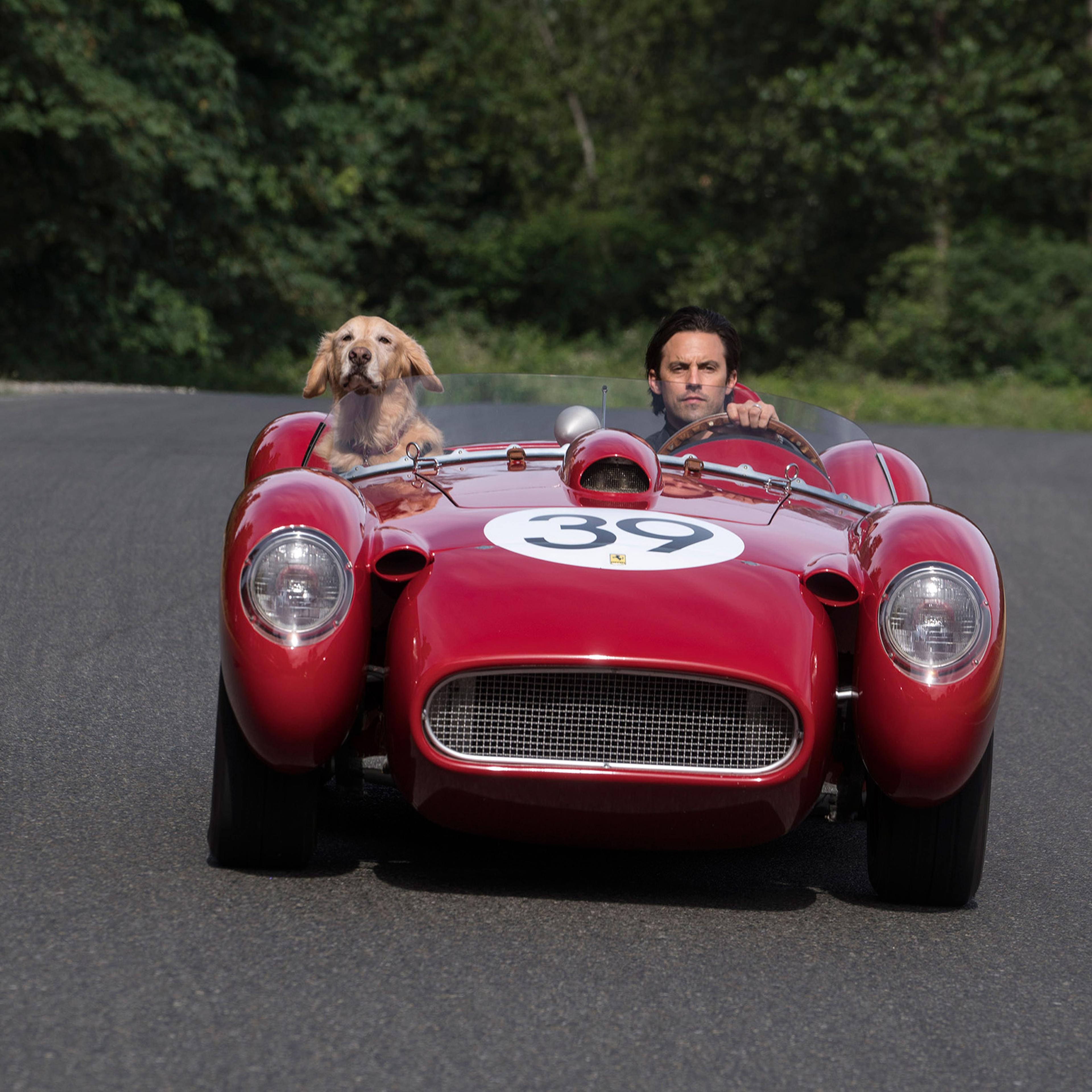 Ventimiglia and friend: If only dogs could drive! And also make movies.