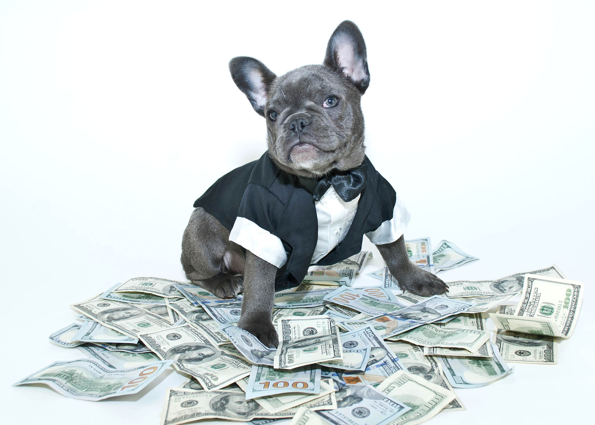 Rich Frenchbulldog