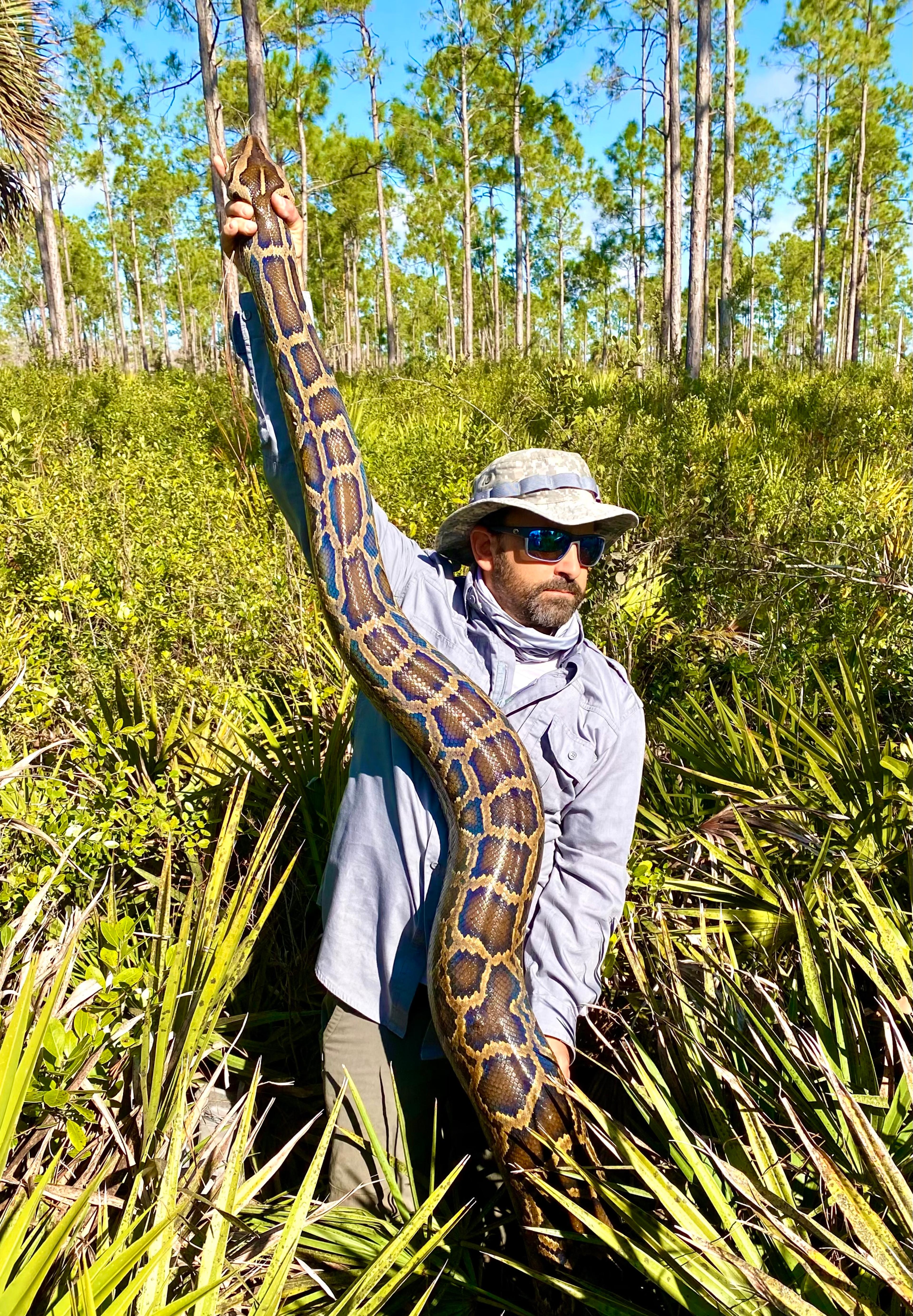 Envasiv Python's Fighting Florida's Invasive Pythons One Step at a Time