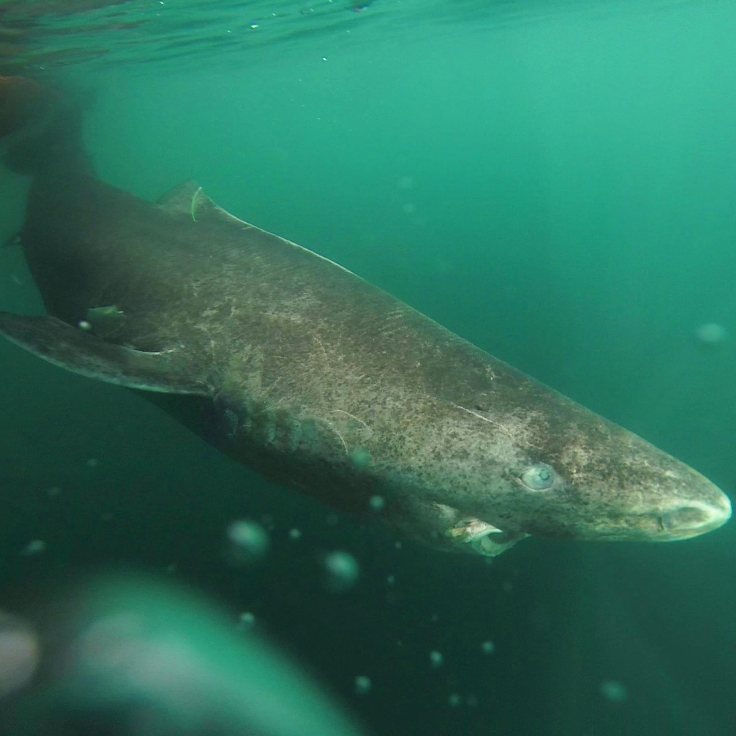 The eyes tell the tale: Greenland sharks may live to be 400 years old