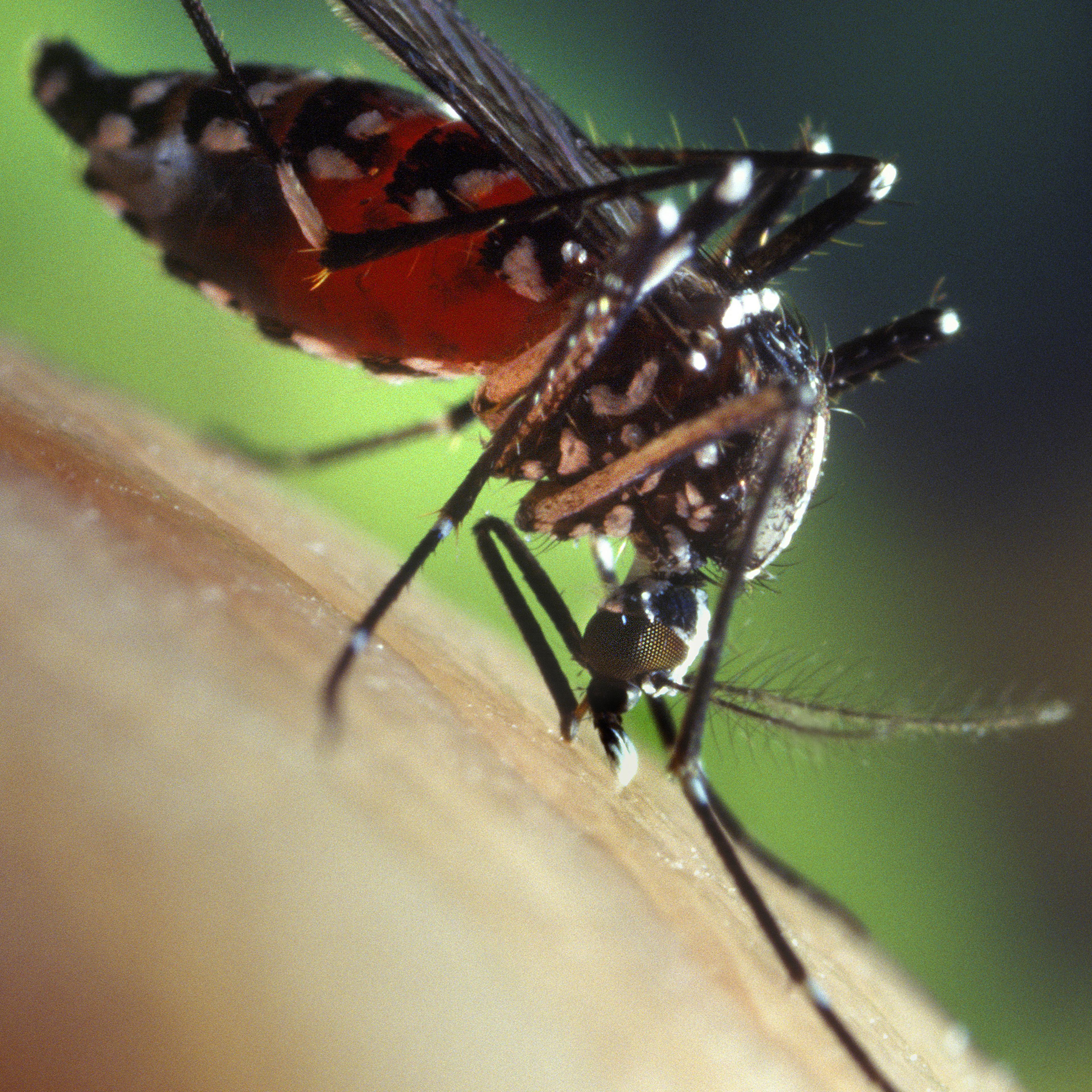 A blood-engorged female Aedes albopictus mosquito feeding on a human host, 2002.