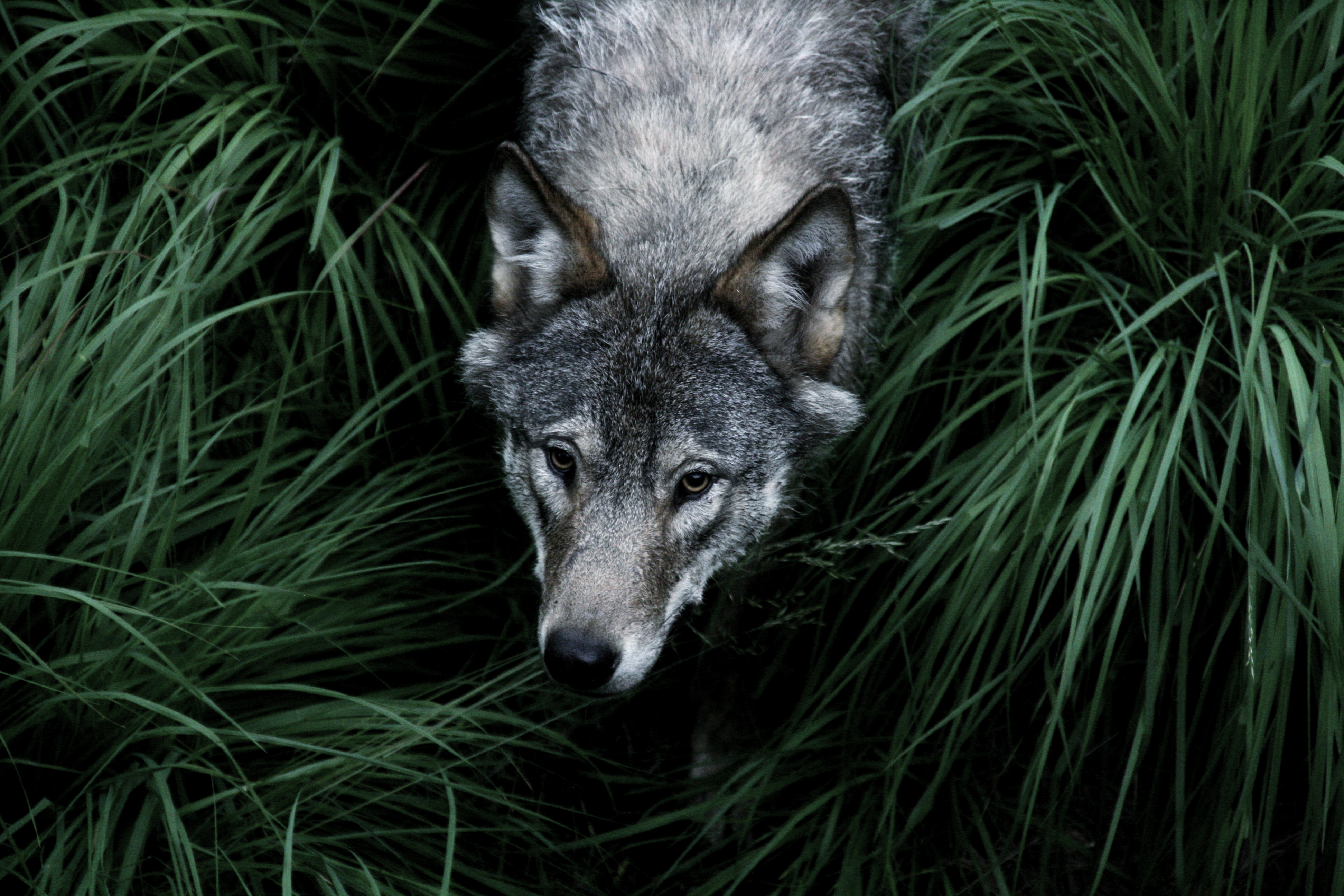 wolf norway hunting