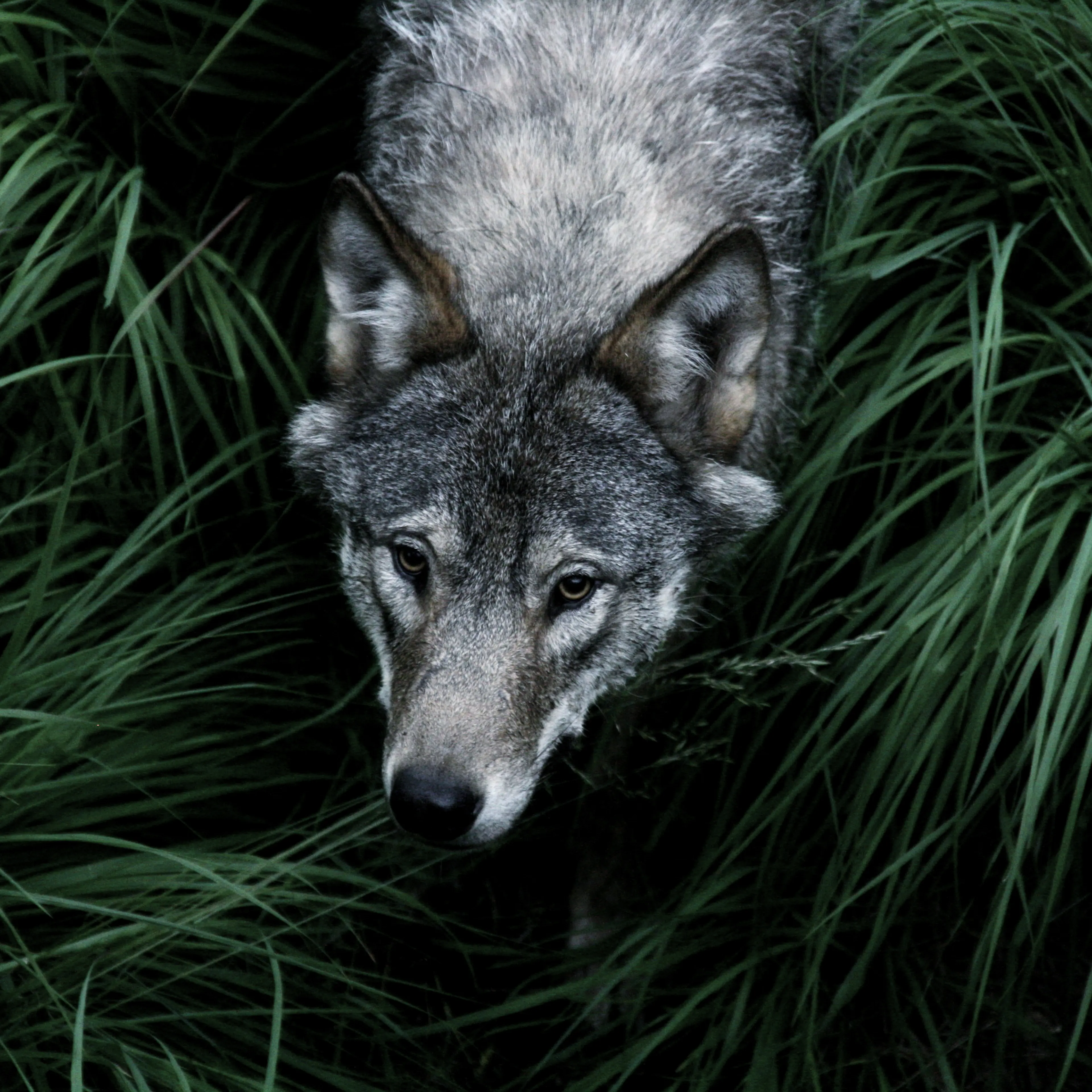 wolf norway hunting