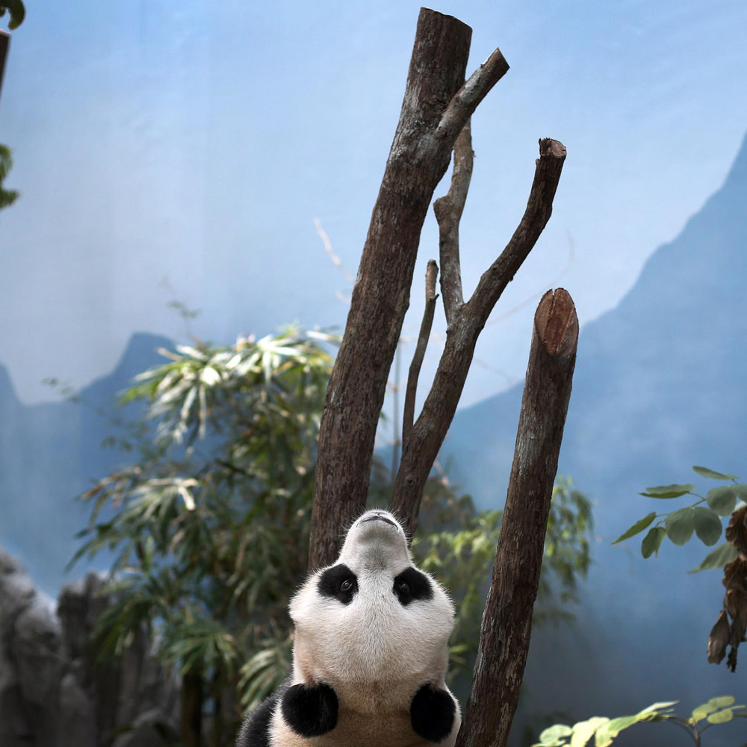 Image: Oct. 29, 2012. Female Giant Panda "Jia Jia," one of two Giant Pandas from China is seen in its enclosure in Singapore.