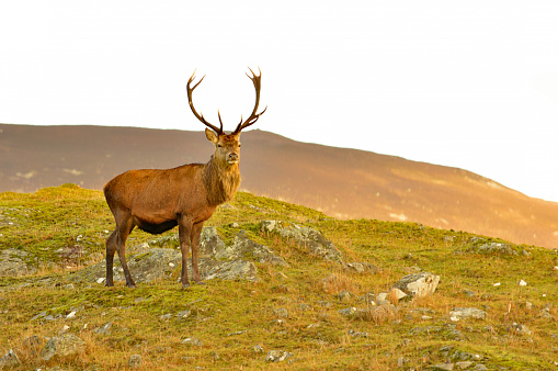 Side view of deer on landscape