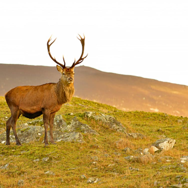 Side view of deer on landscape