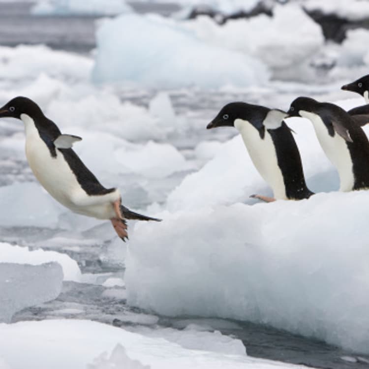 penguins-jumping