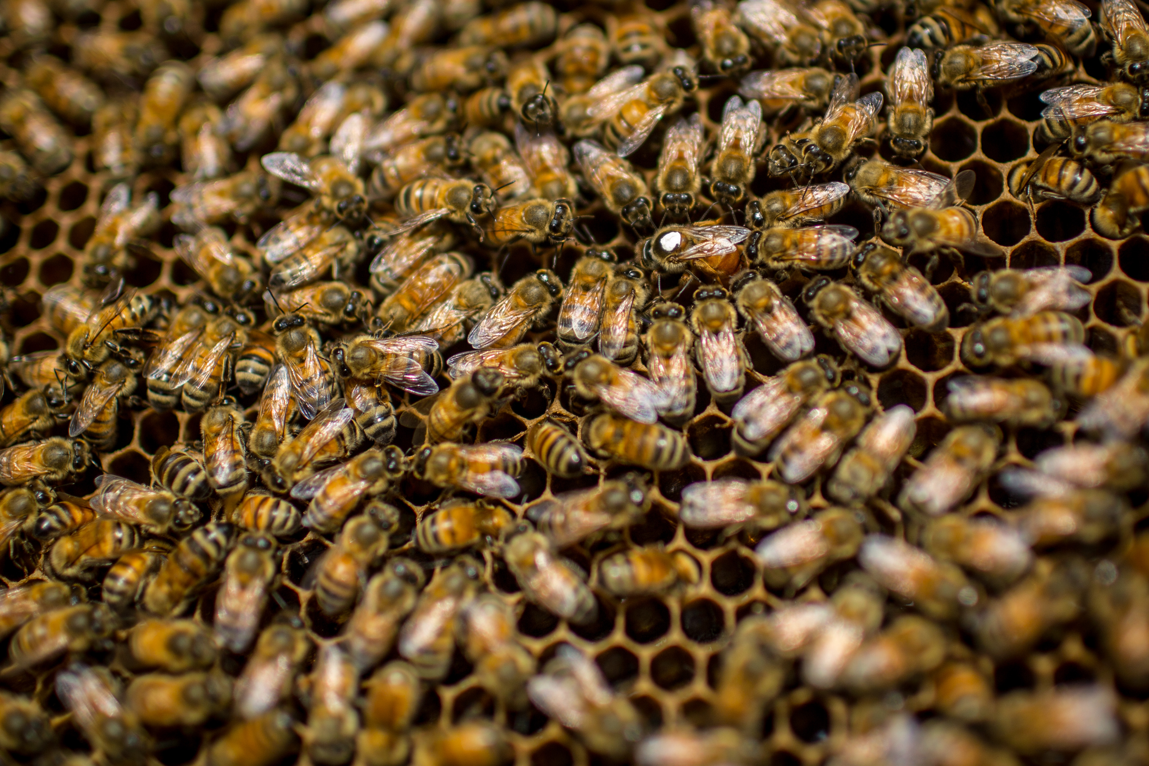 Rooftop Beekeepers Produce Honey In Center of Tokyo