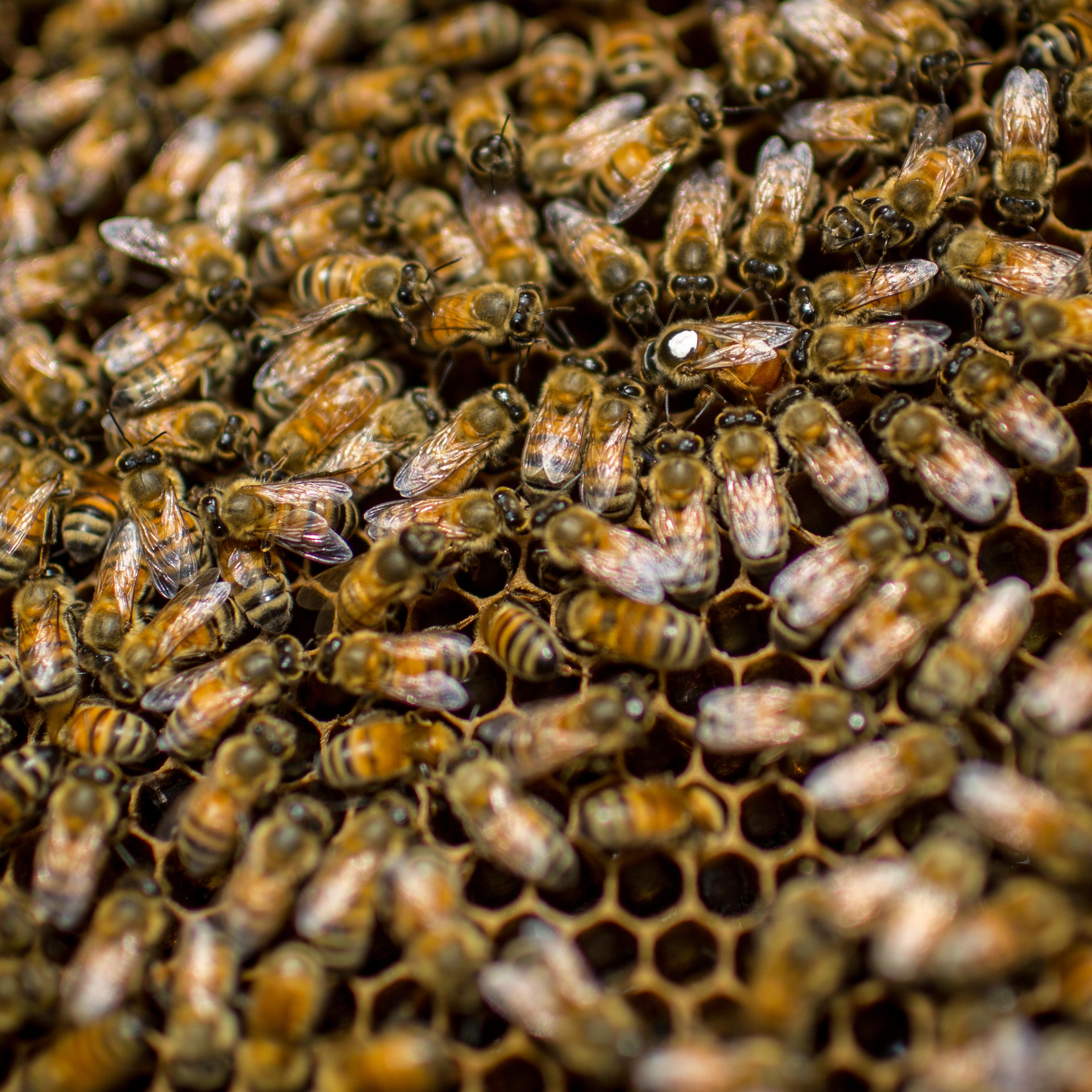 Rooftop Beekeepers Produce Honey In Center of Tokyo