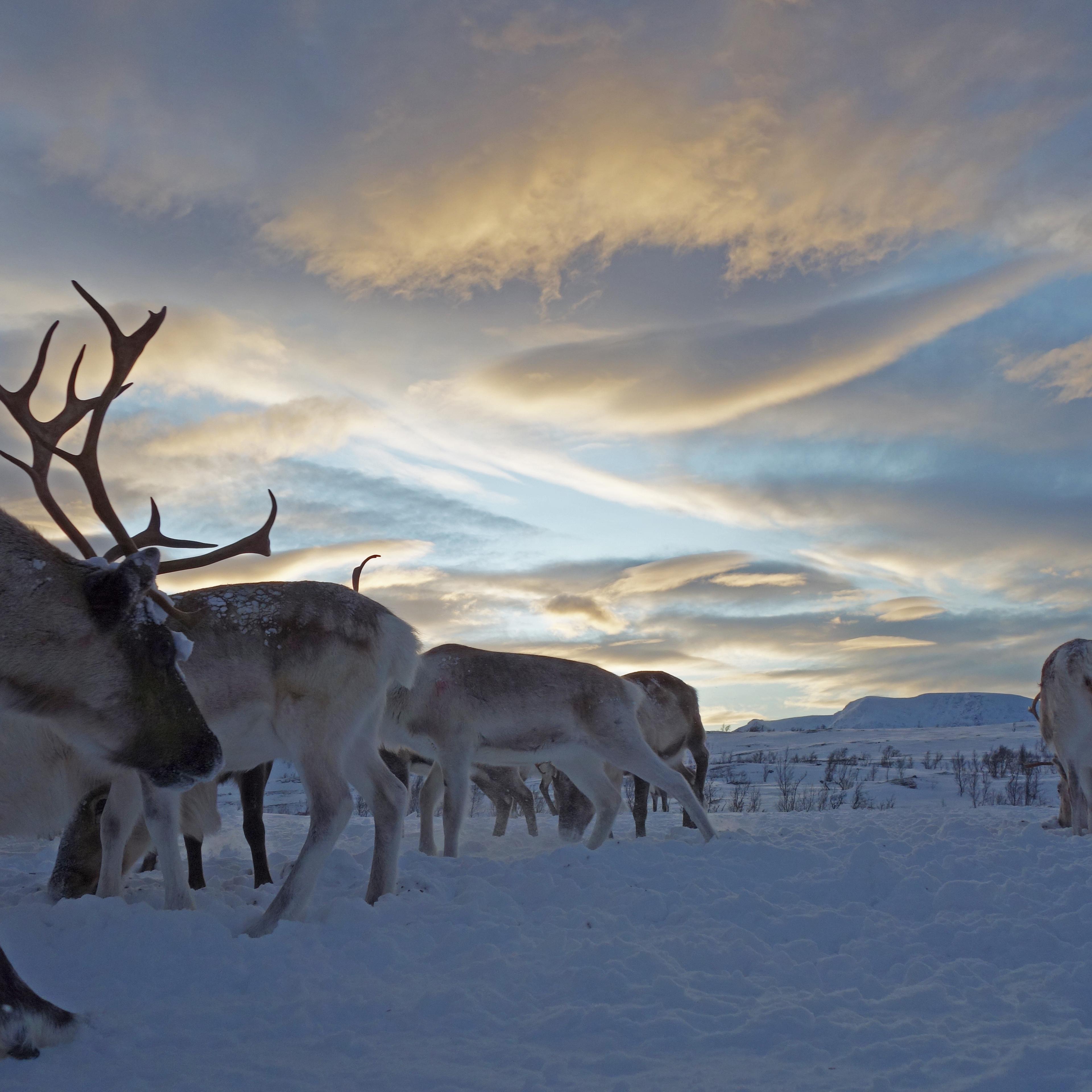 Sami Reindeer Herding