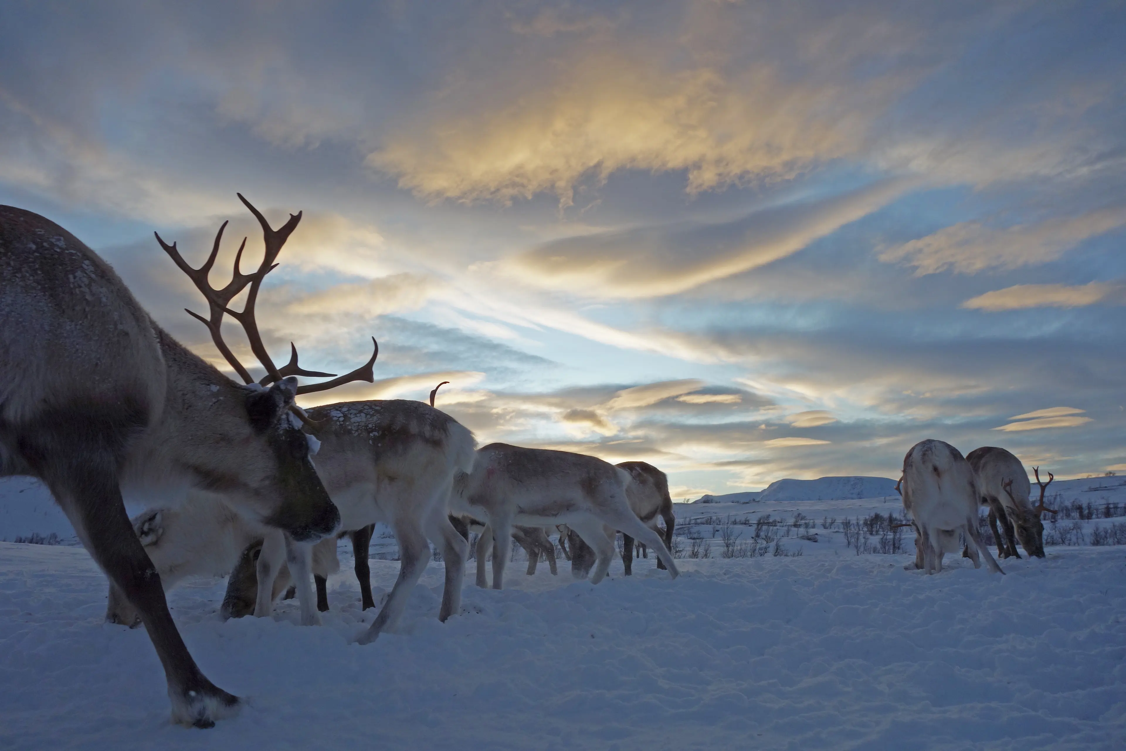 Climate Change Is Starving North Pole Reindeer