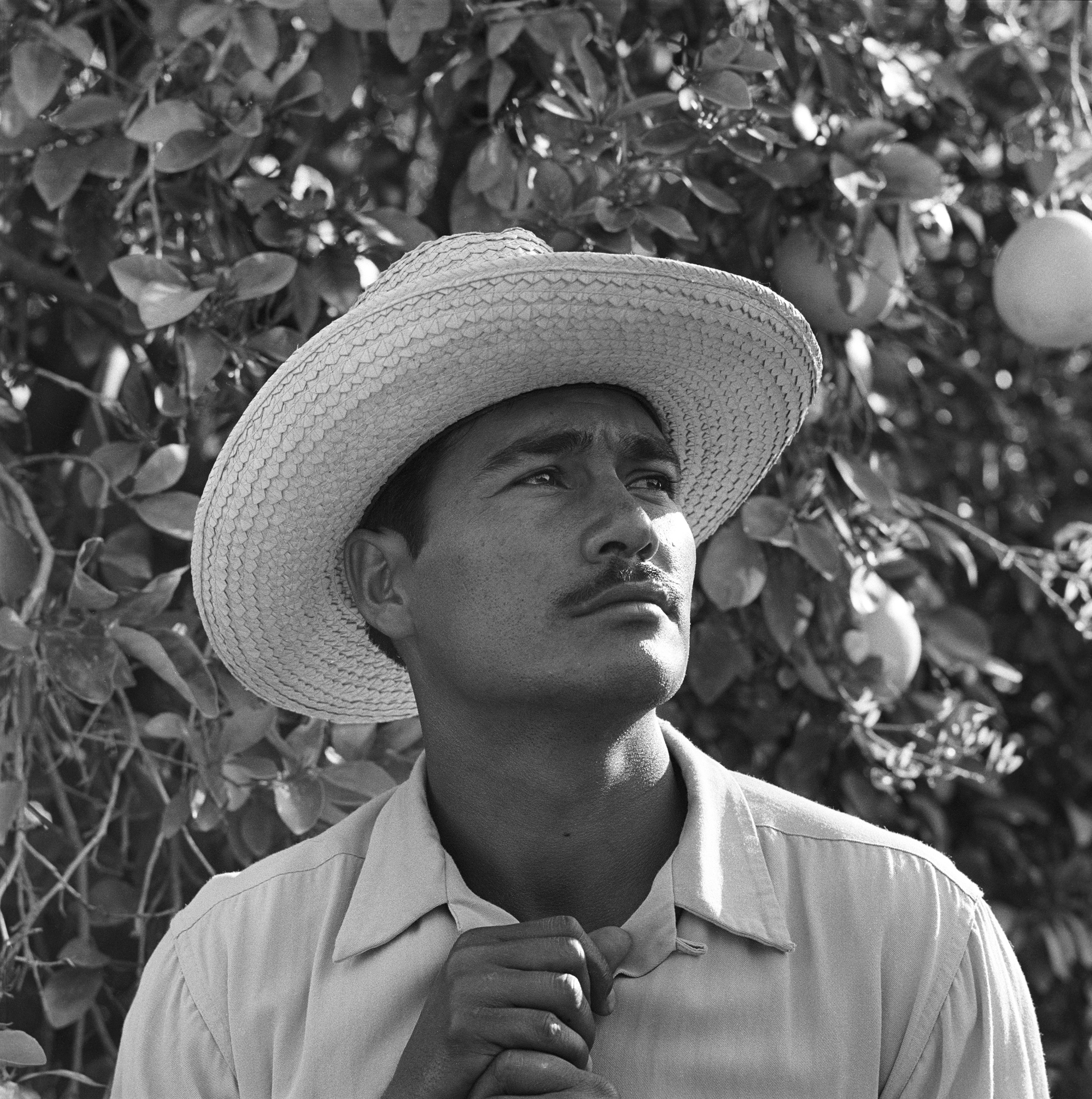 Portrait of Mexican farm laborer, Rafael Tamayo, working in the United States under the Bracero Program, 1957.