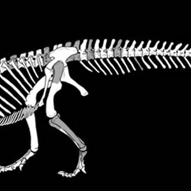 sefapanosaurus
