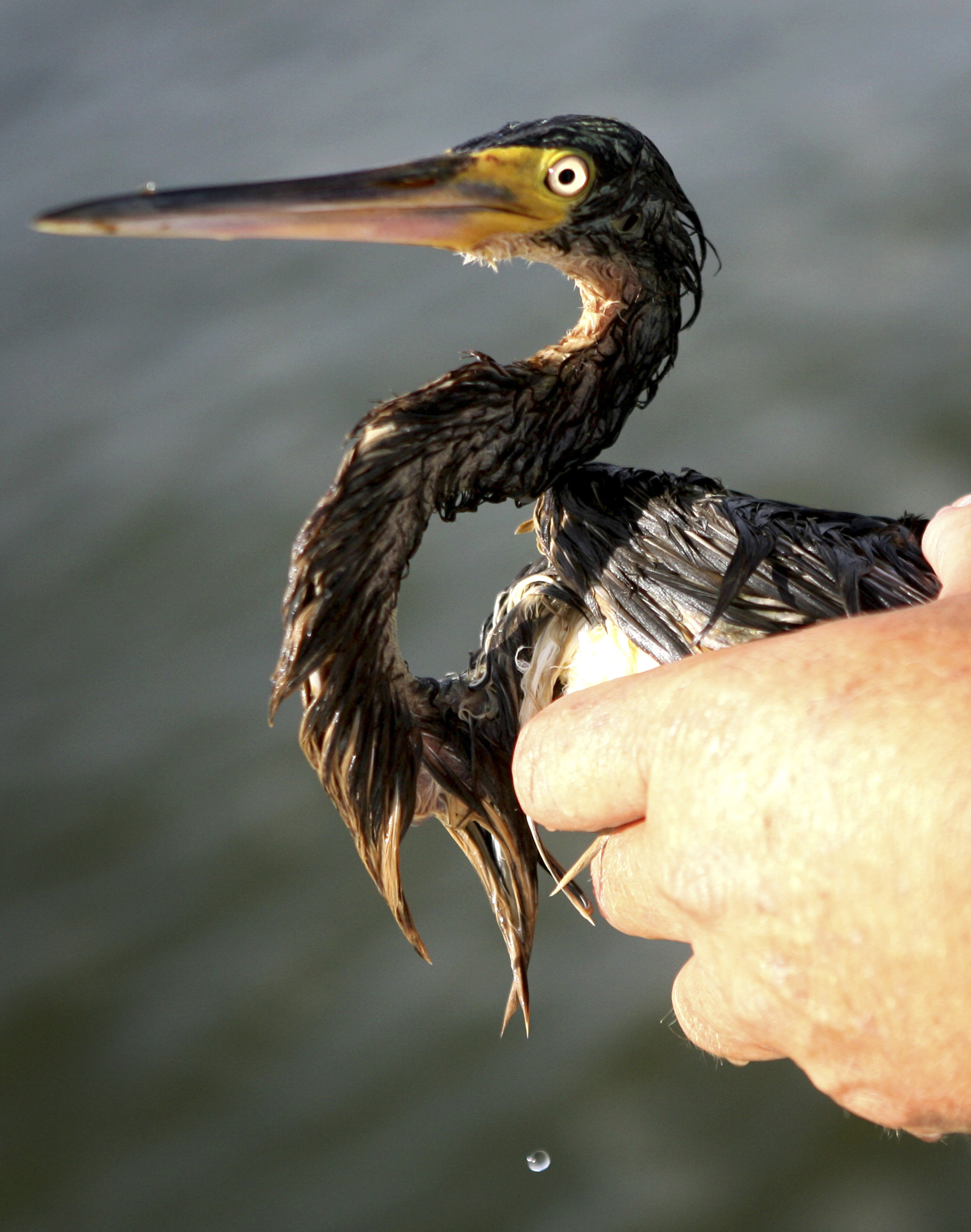 Plaquemines Parish Coastal Zone Director Hahan holds a tri-colored heron after spotting the seriously oiled bird along Queen Bess Island near Grand Isle,