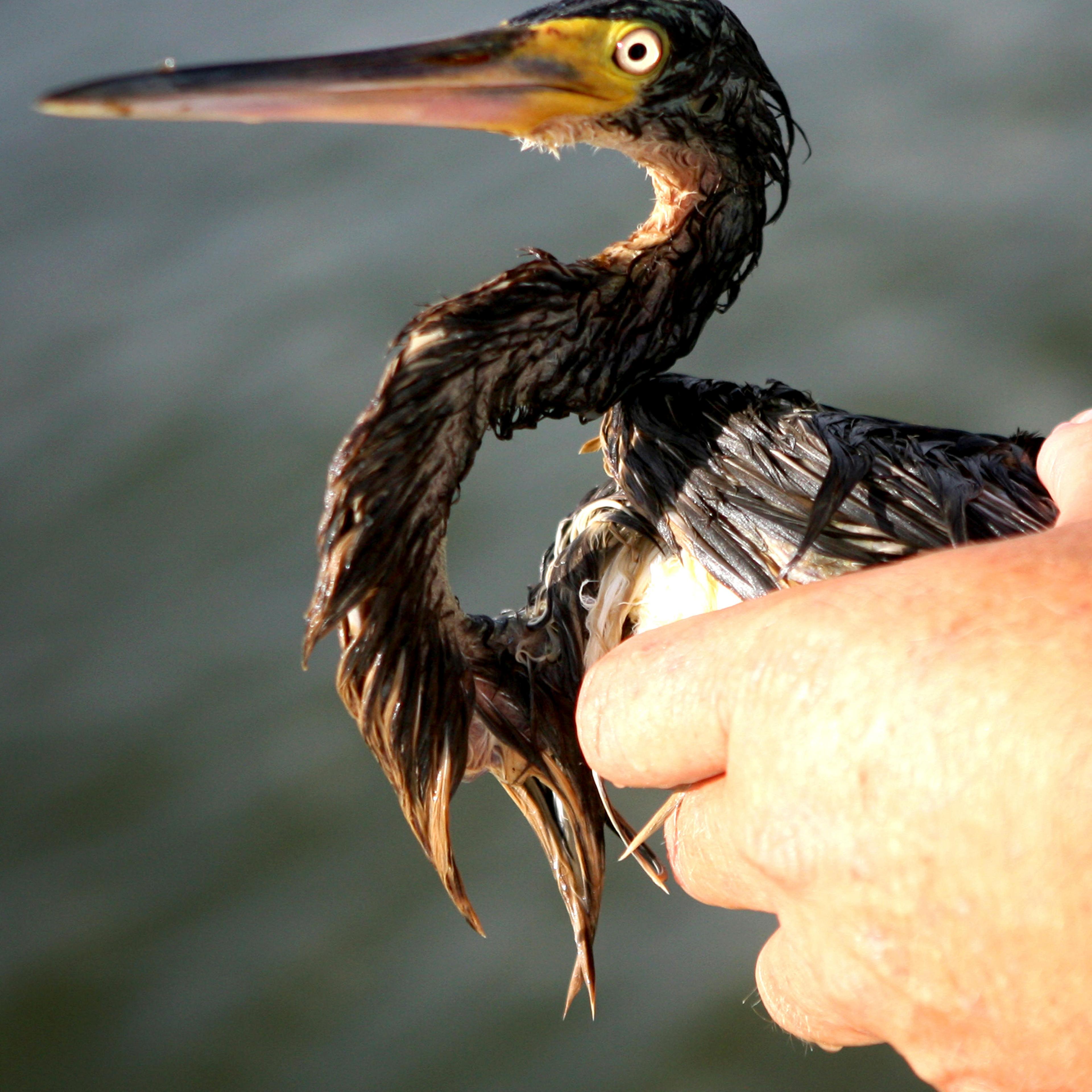 Plaquemines Parish Coastal Zone Director Hahan holds a tri-colored heron after spotting the seriously oiled bird along Queen Bess Island near Grand Isle,