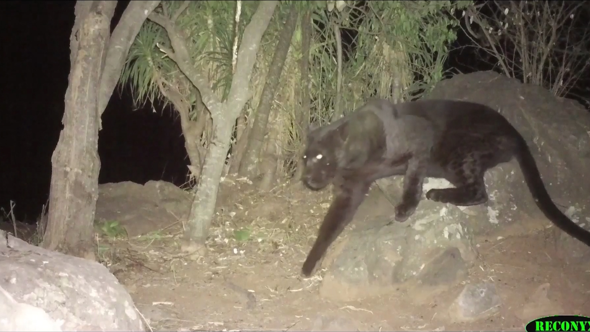 Still from undated footage shows black leopard caught on camera in Kenya