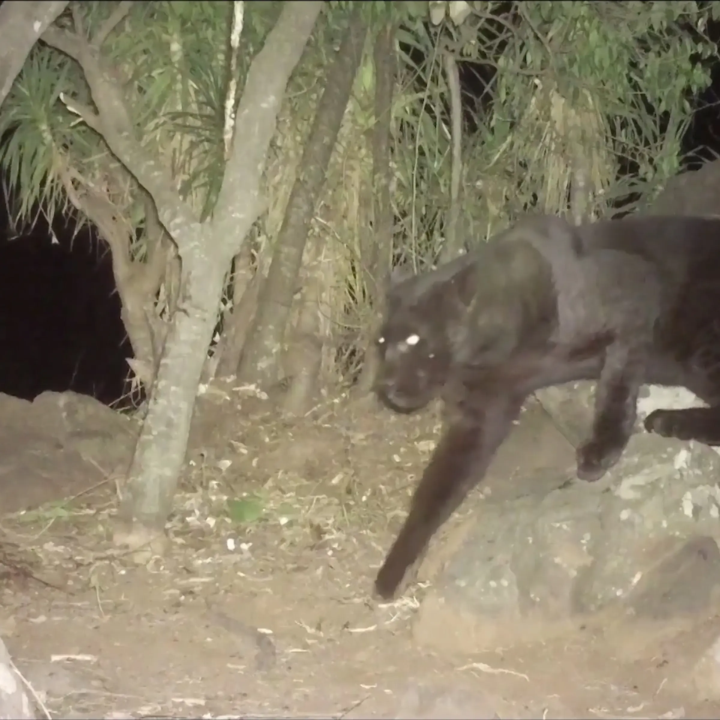Still from undated footage shows black leopard caught on camera in Kenya