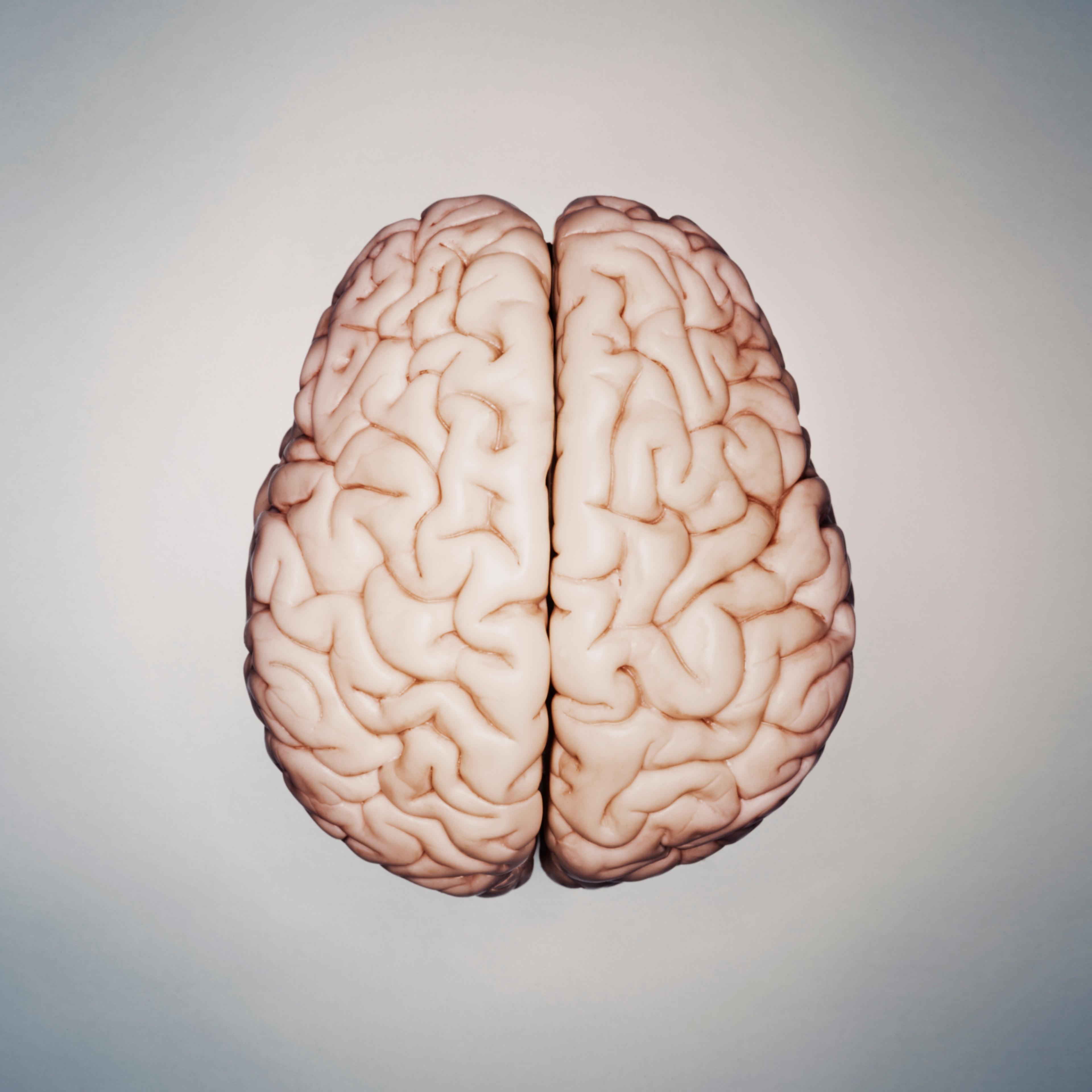 human-brain-model