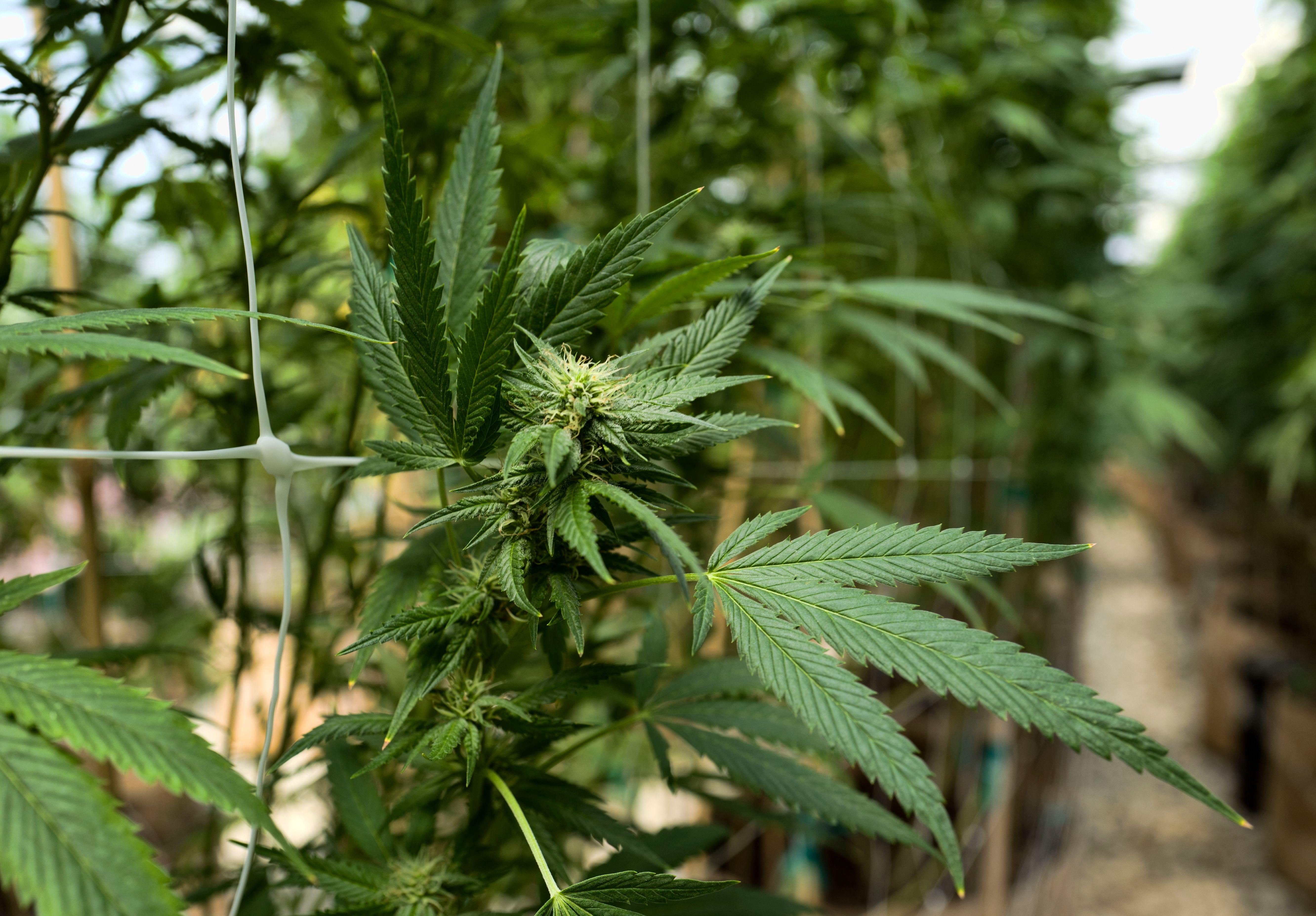 California Marijuana, San Luis Obispo, USA - 11 Sep 2018
