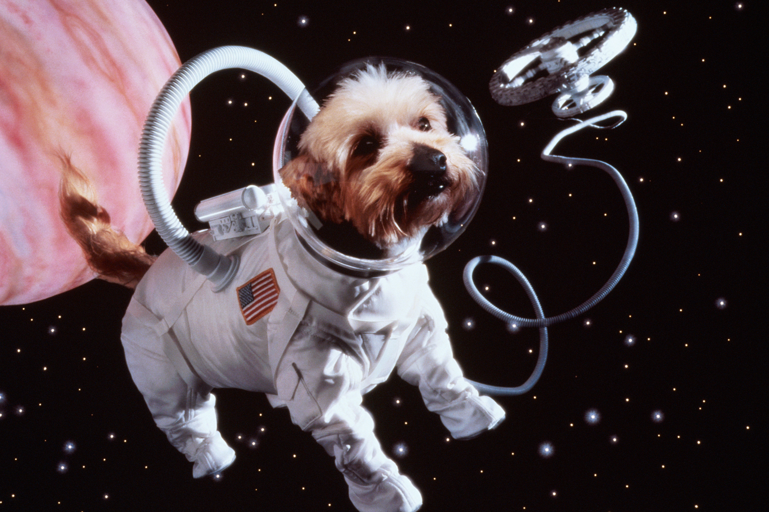 Unlike this stock photo, your pet's cremated remains would be sent to space in capsules.