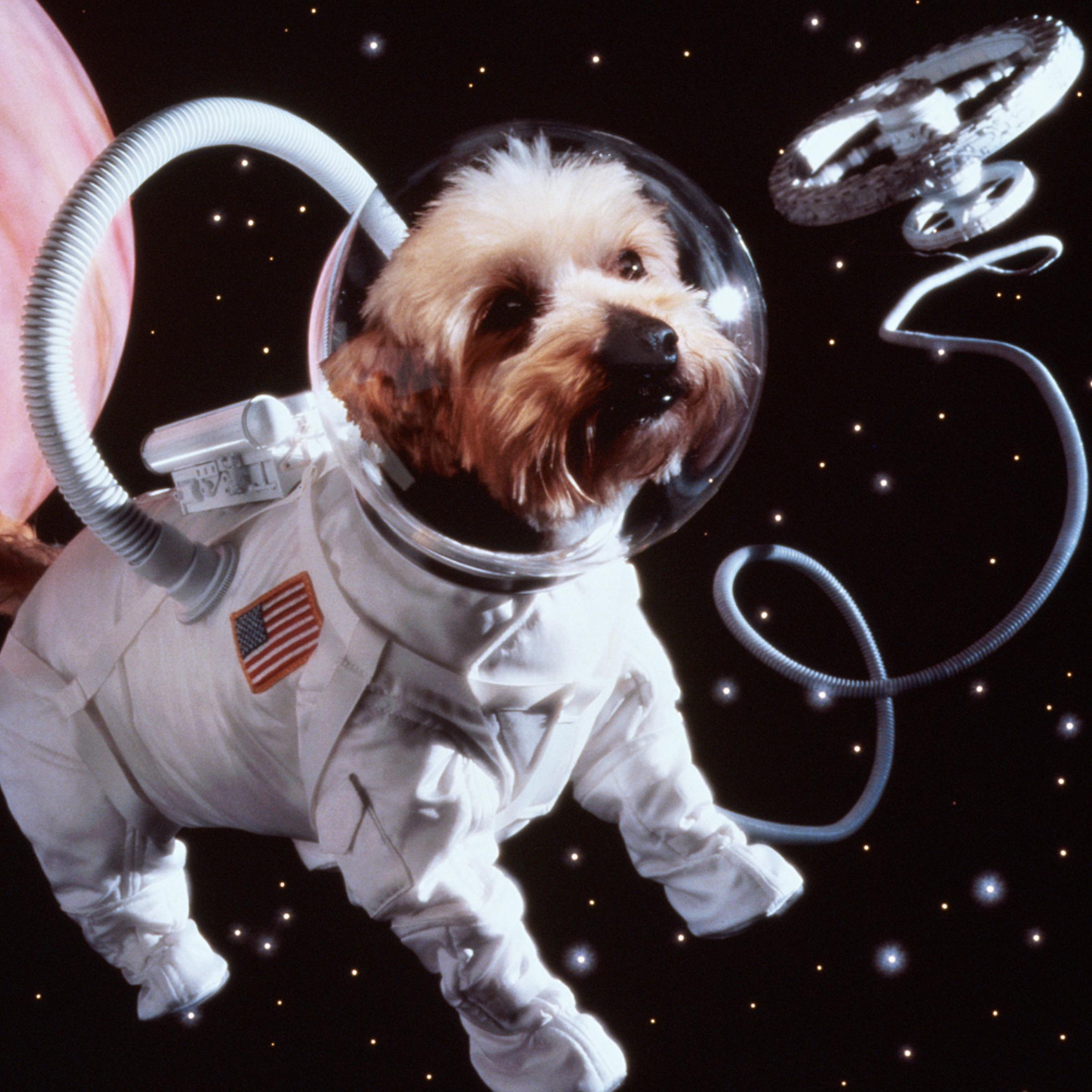Unlike this stock photo, your pet's cremated remains would be sent to space in capsules.