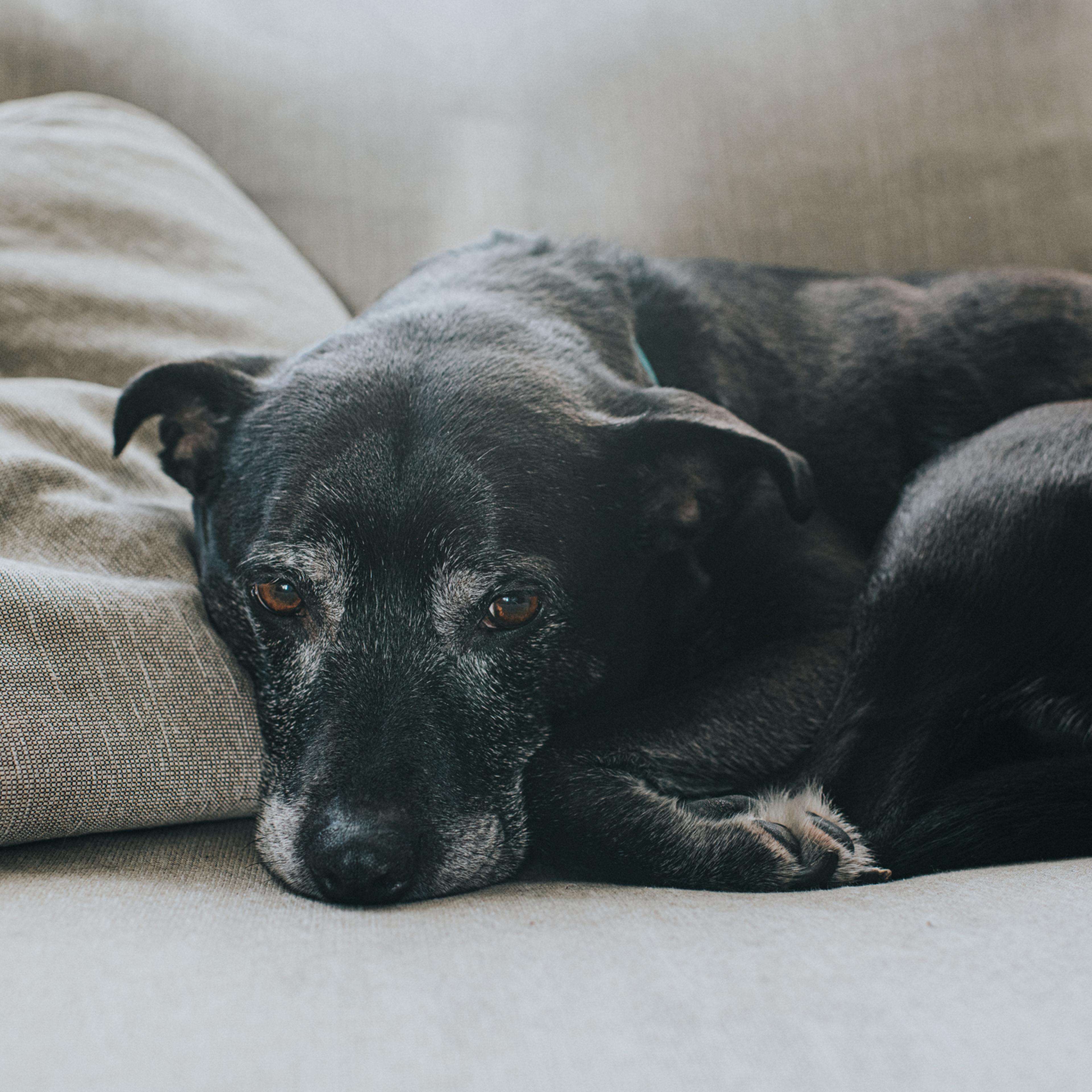 Elderly Dog