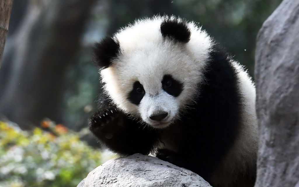 Black pandy ♡プロフ必読♡ Panda Study: This Is Why They're Black and White