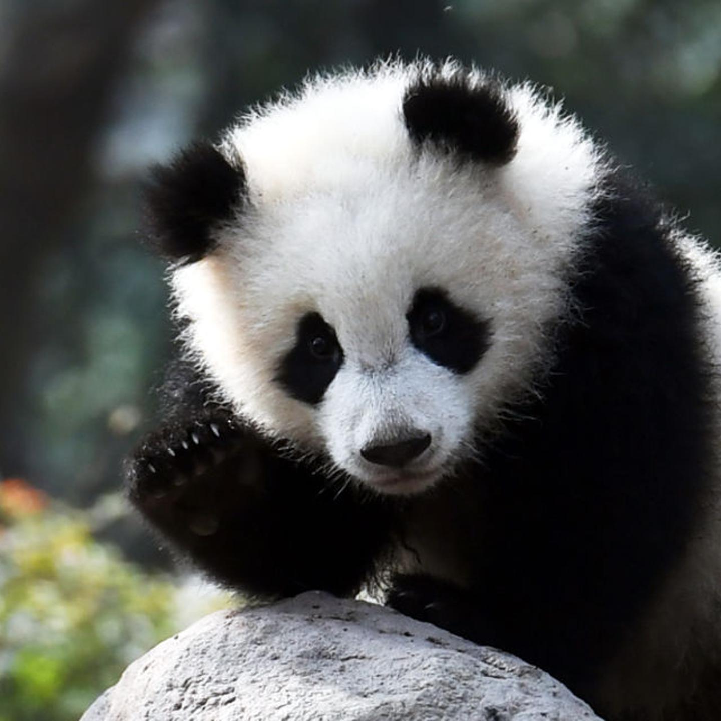 Panda Cub Clinging To Keeper Goes Viral Online
