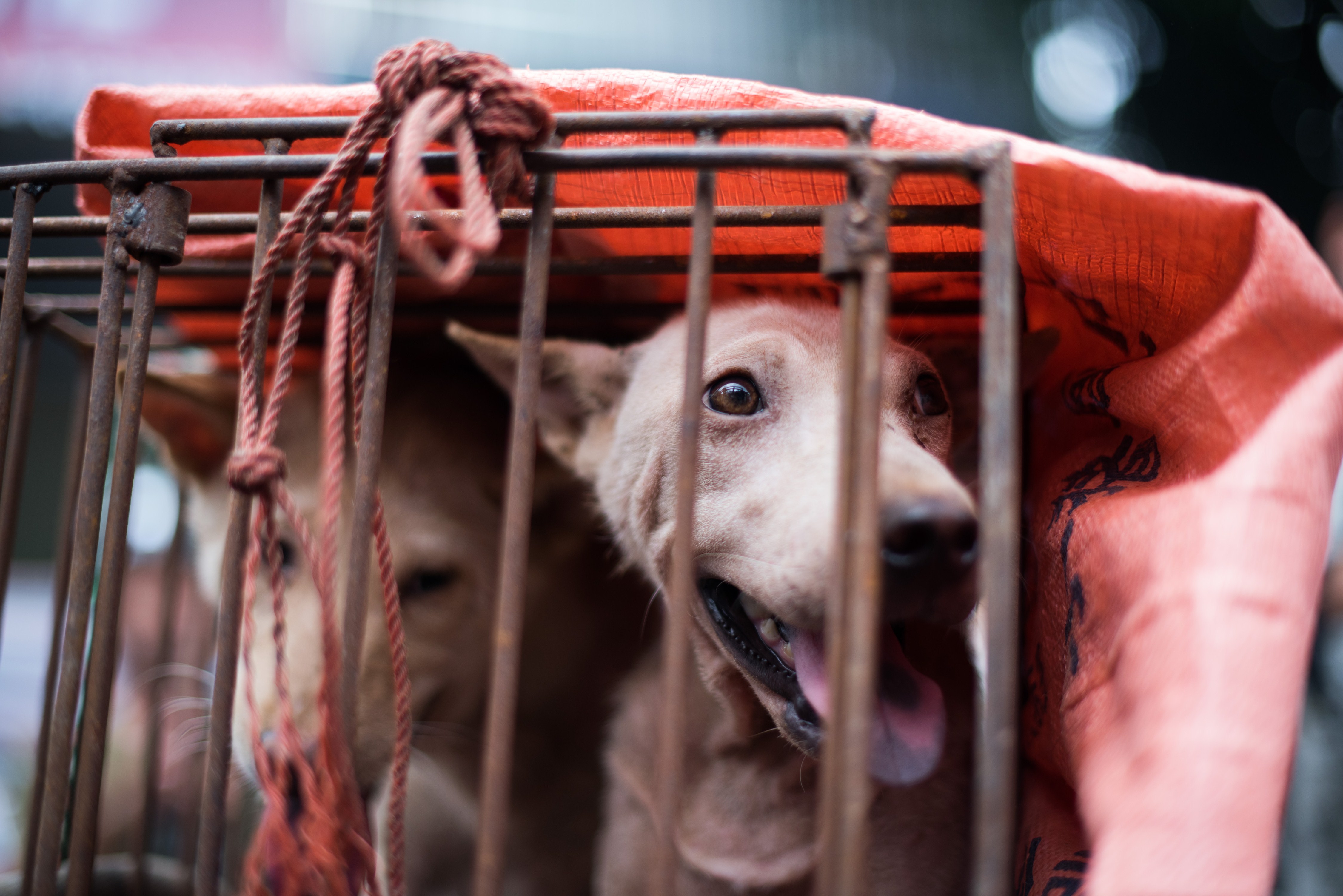 CHINA-ANIMAL-DOG
